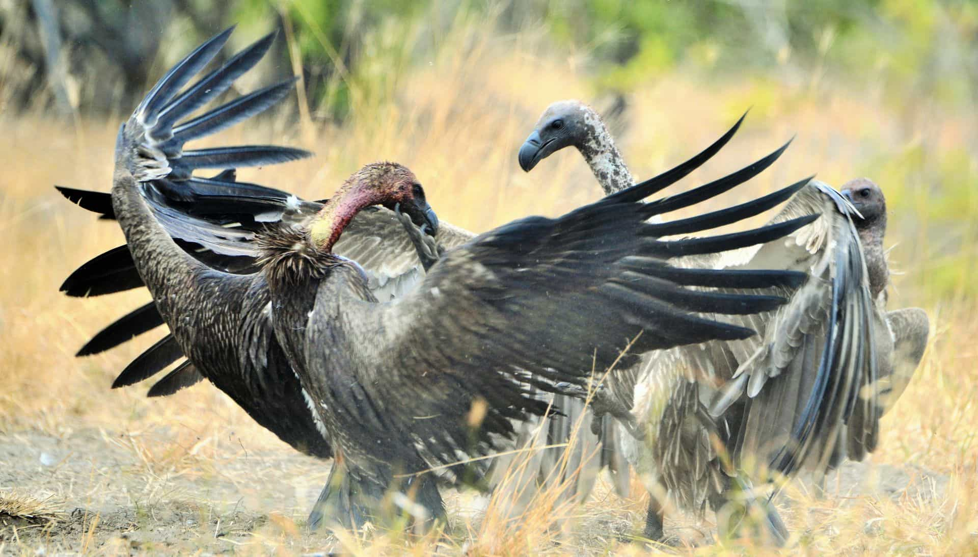 Ngorongoro crater