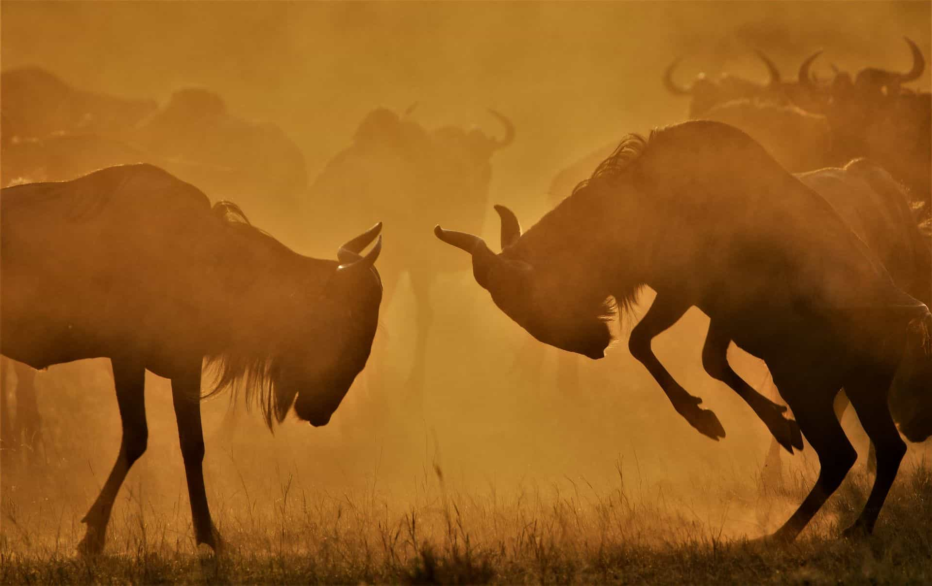 Serengeti migration Safari