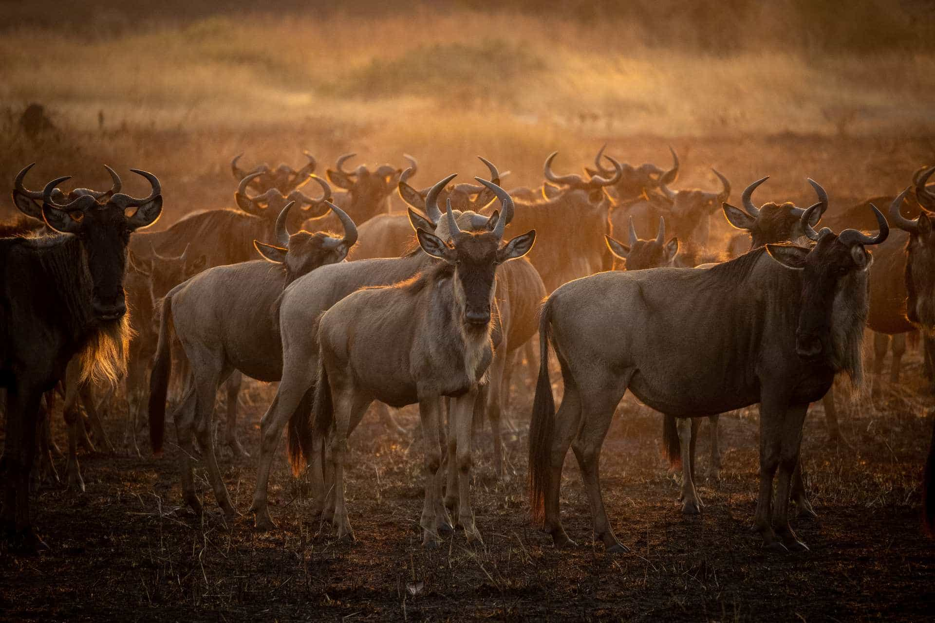 Serengeti migration tours