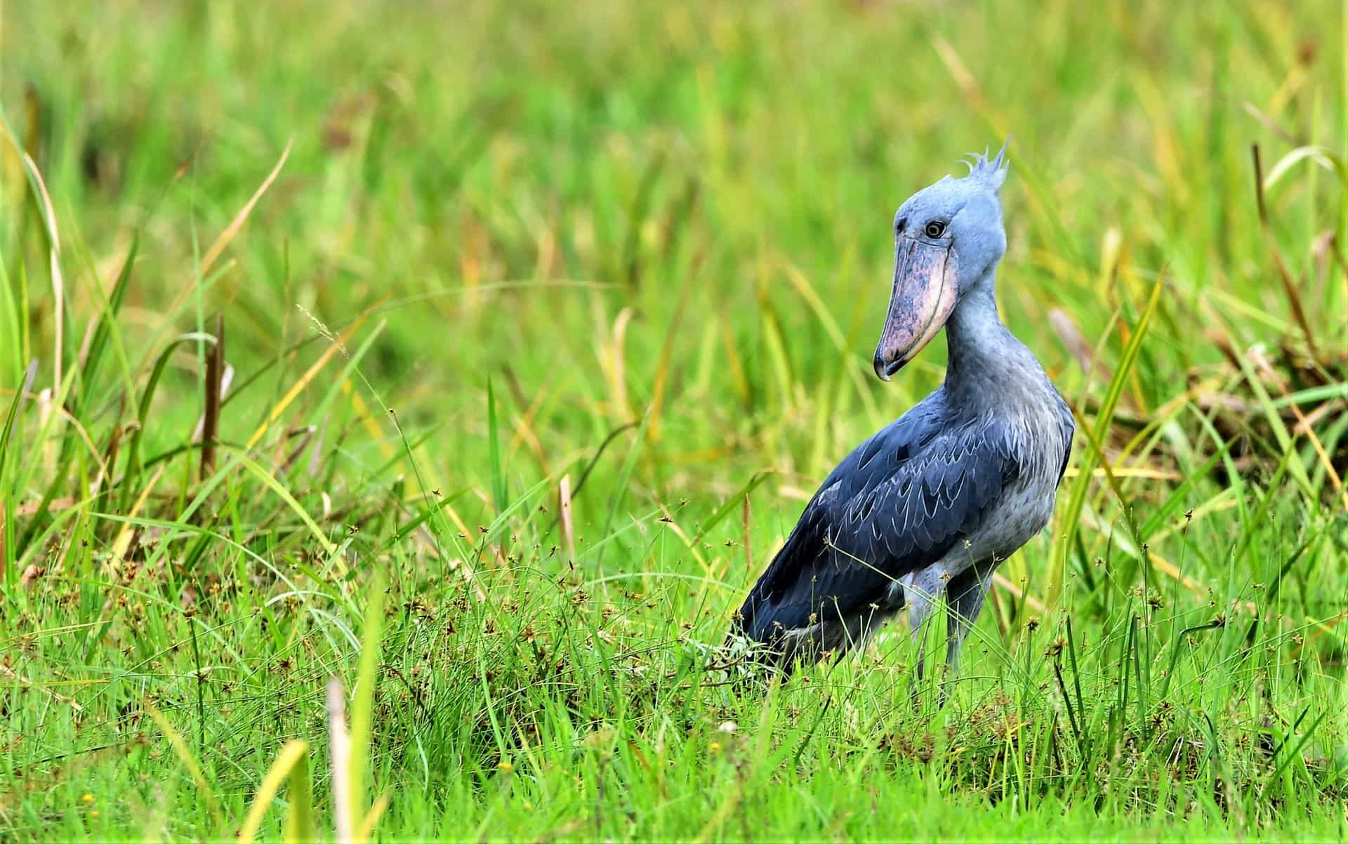 Bird watching in Tanzania
