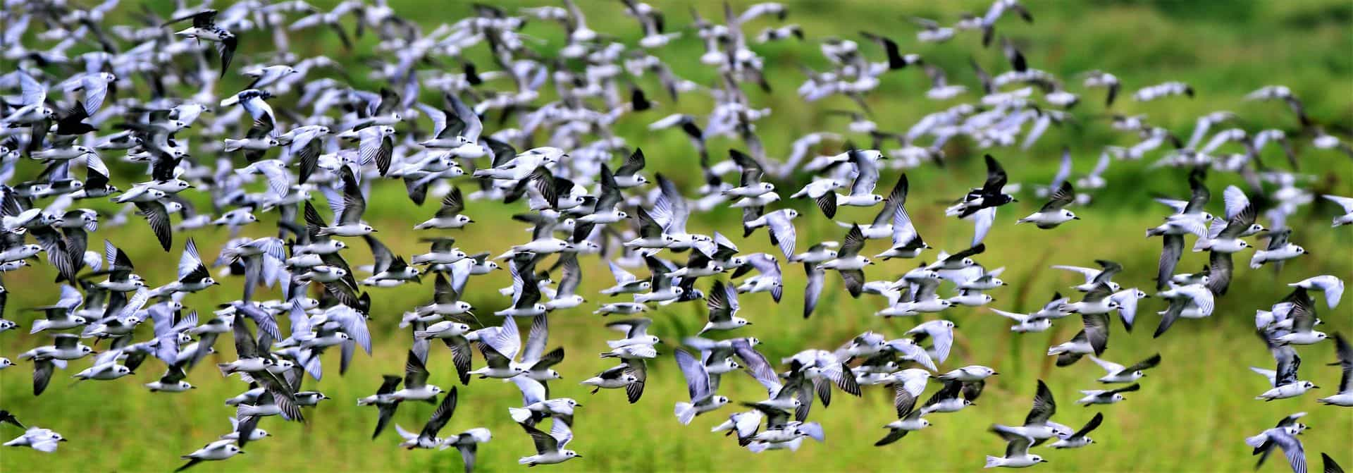 Bird watching safari - home of the Shoebill