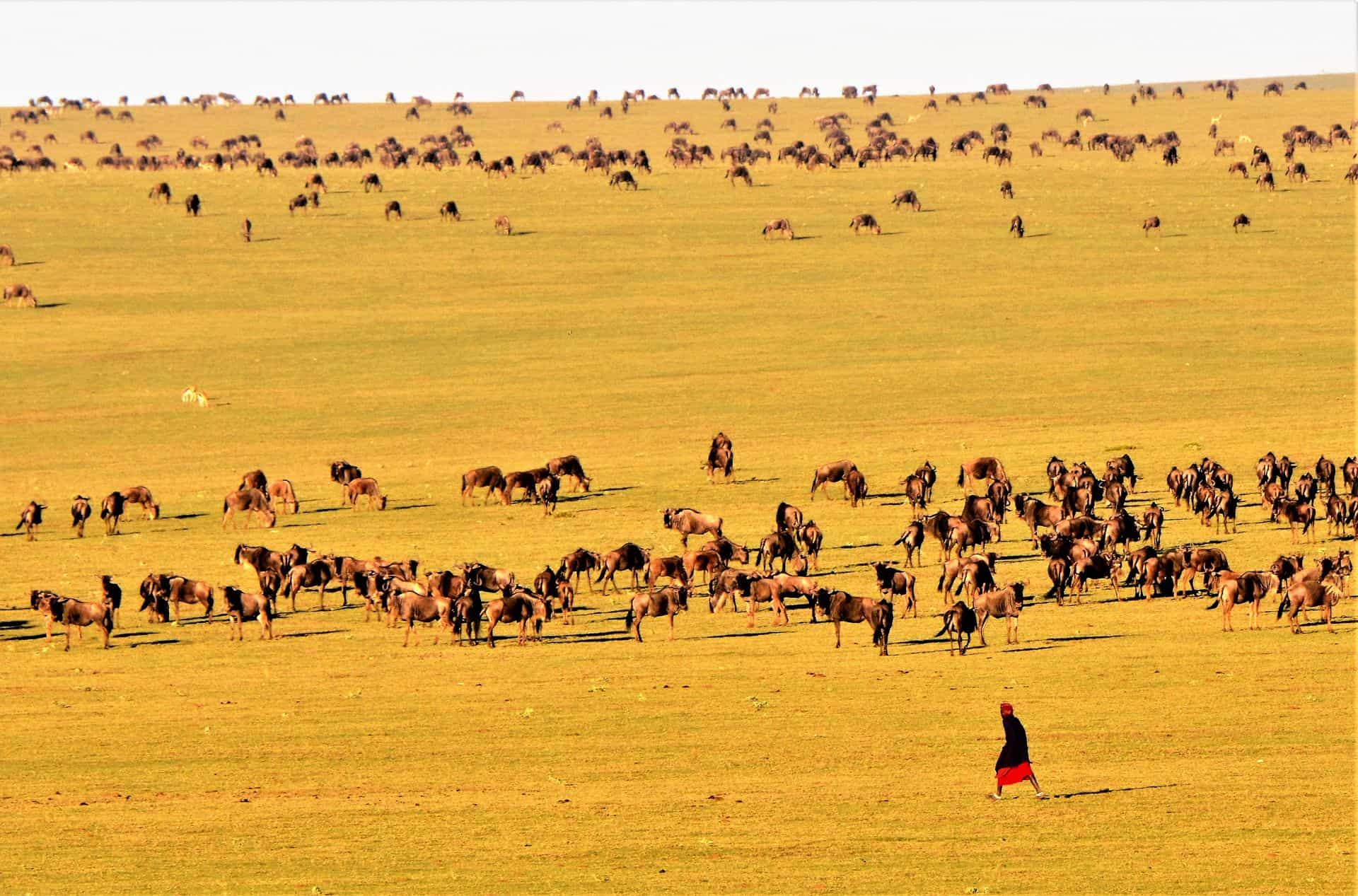 Ngorongoro crater