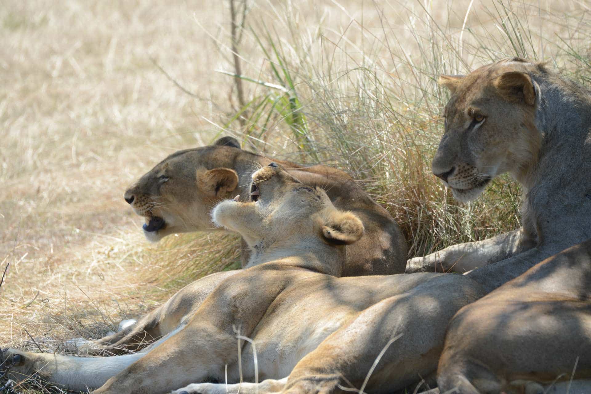Safari tours and holidays in Tanzania