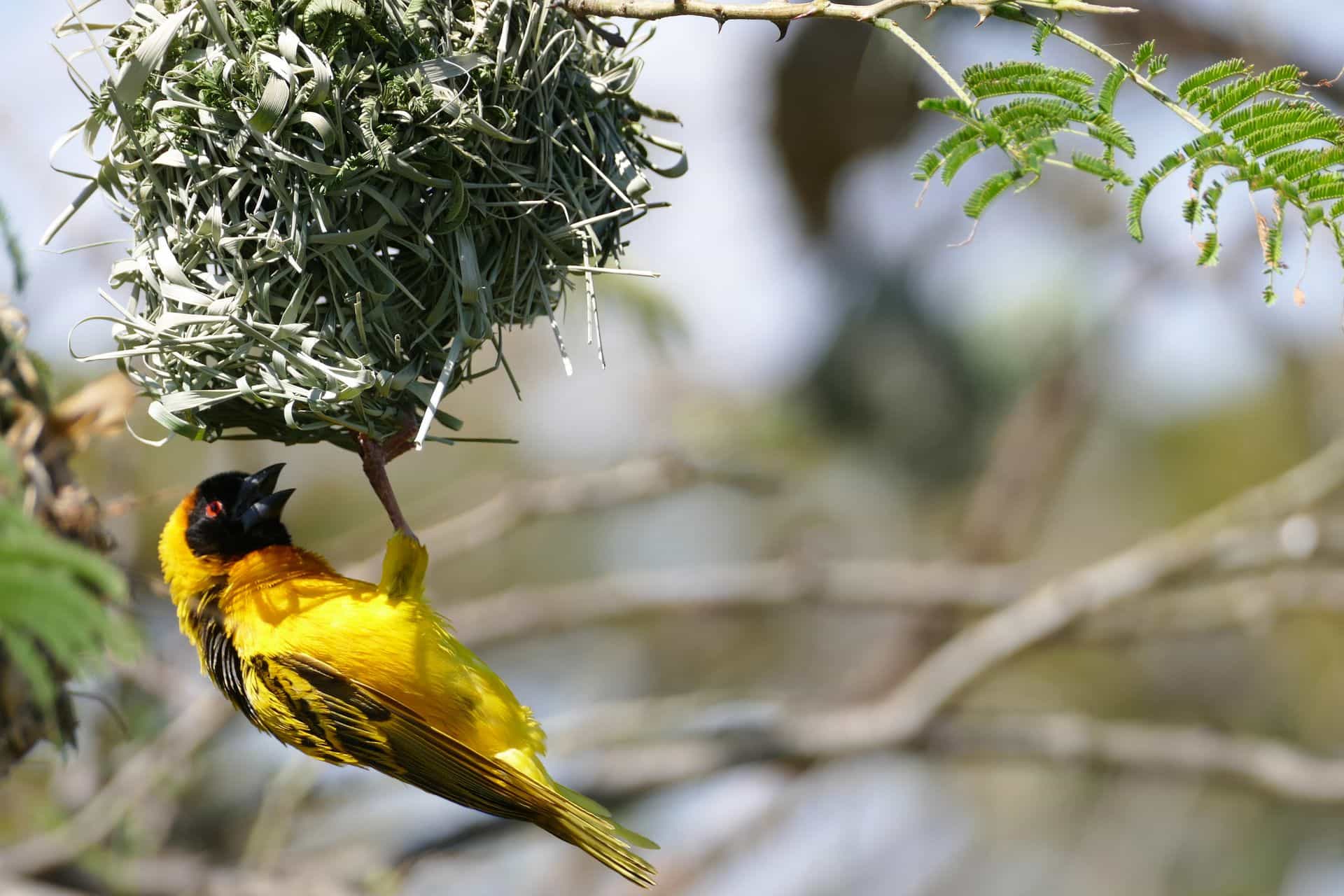Bird watching safari in Tanzania