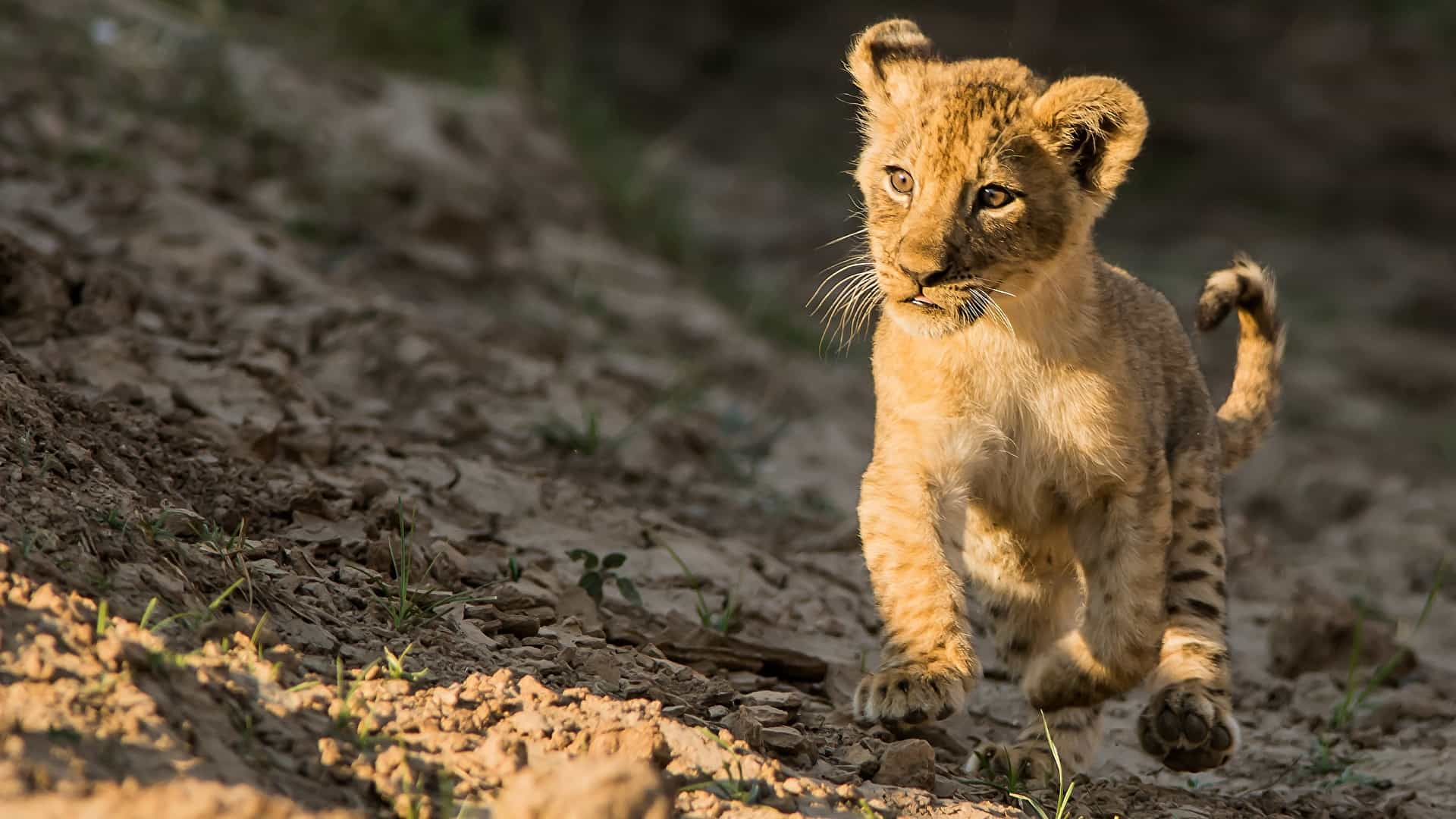 Mikumi national park