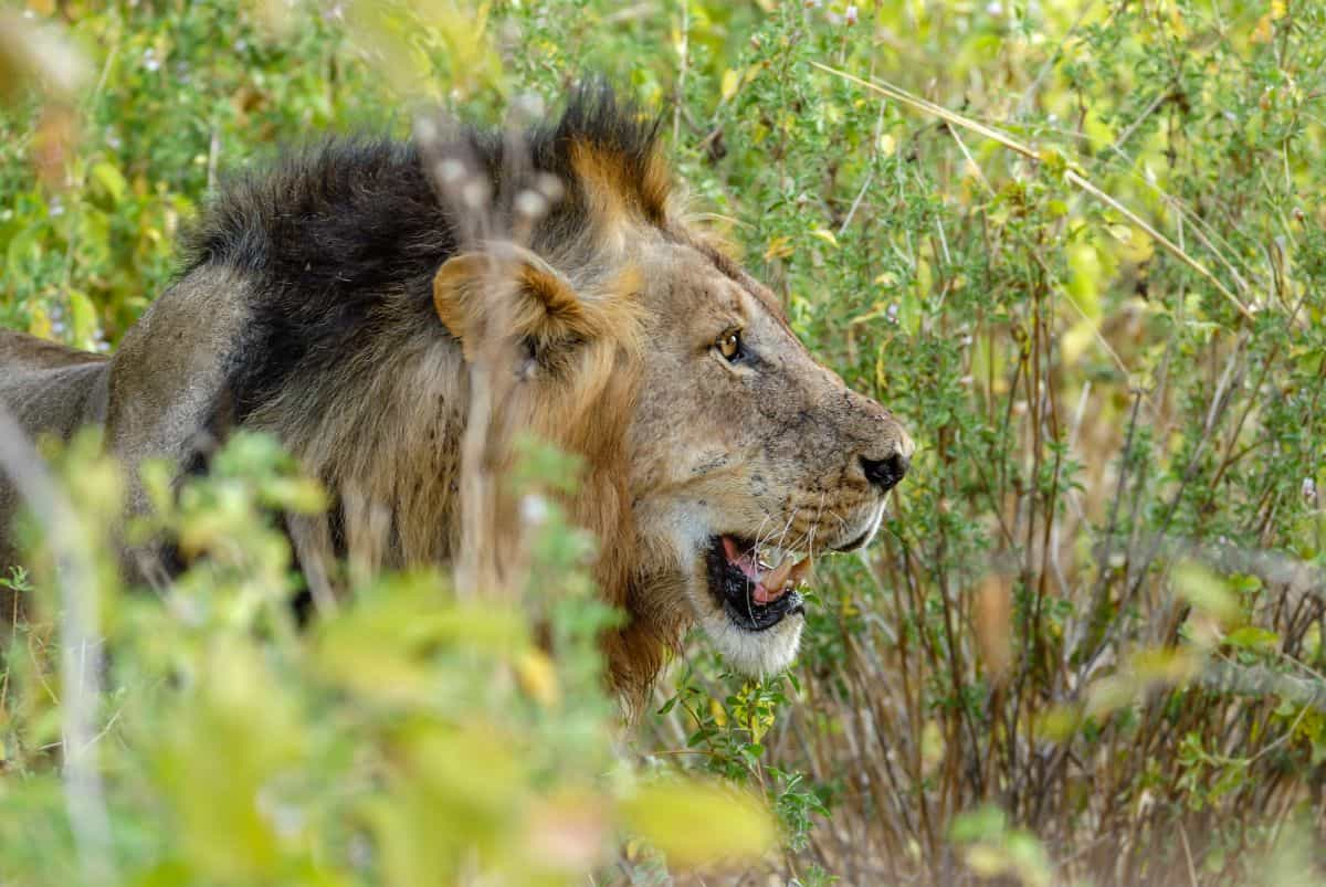 Mikumi national park