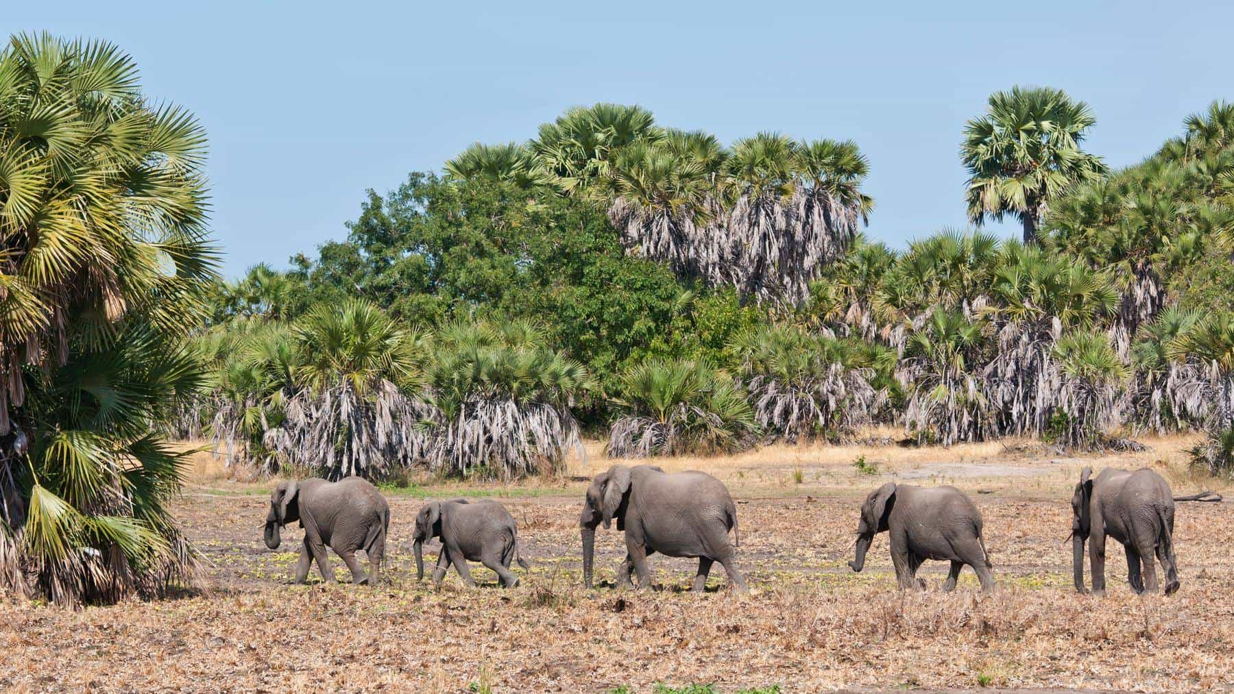 Nyerere national park