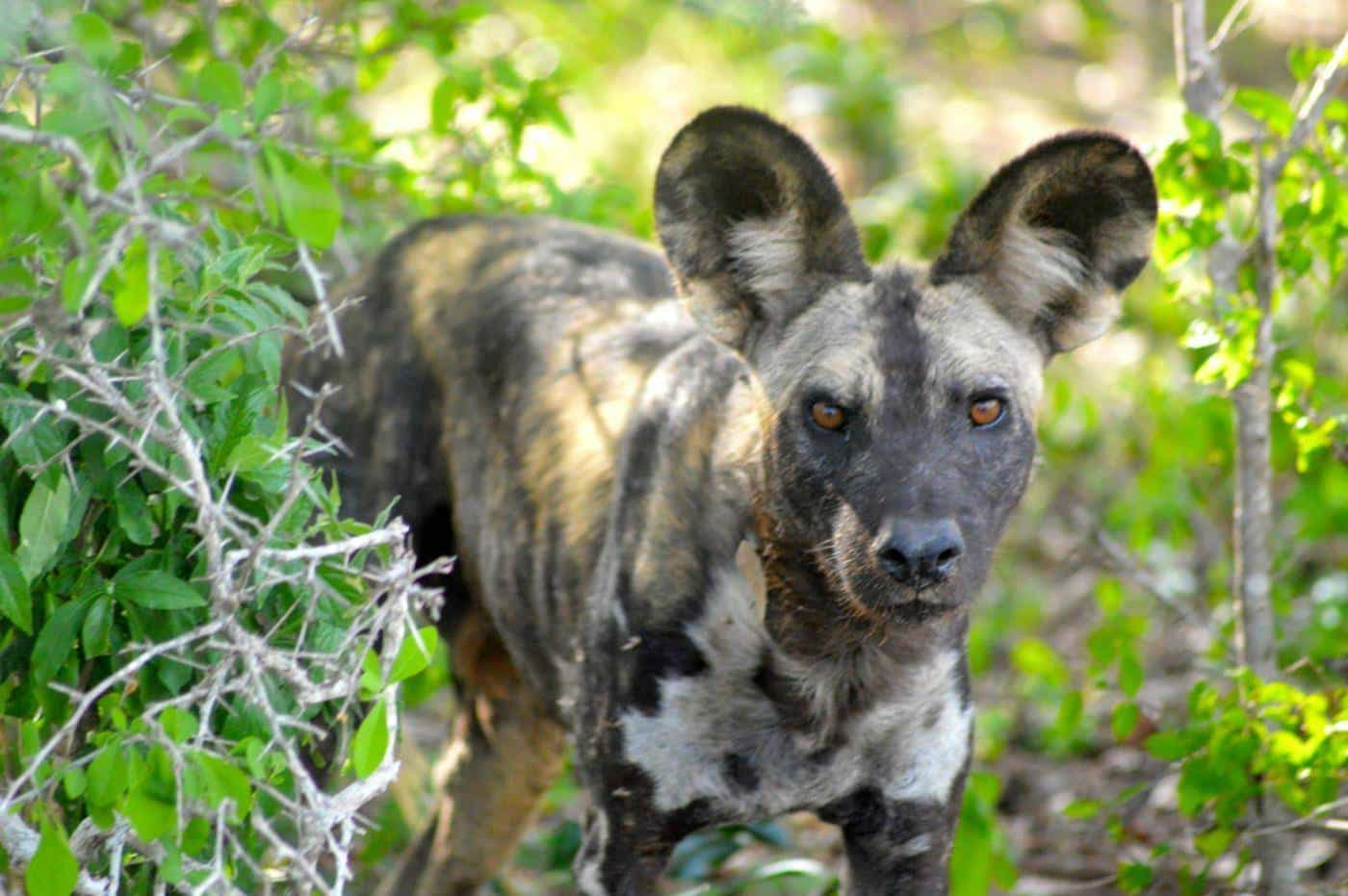 Nyerere national park