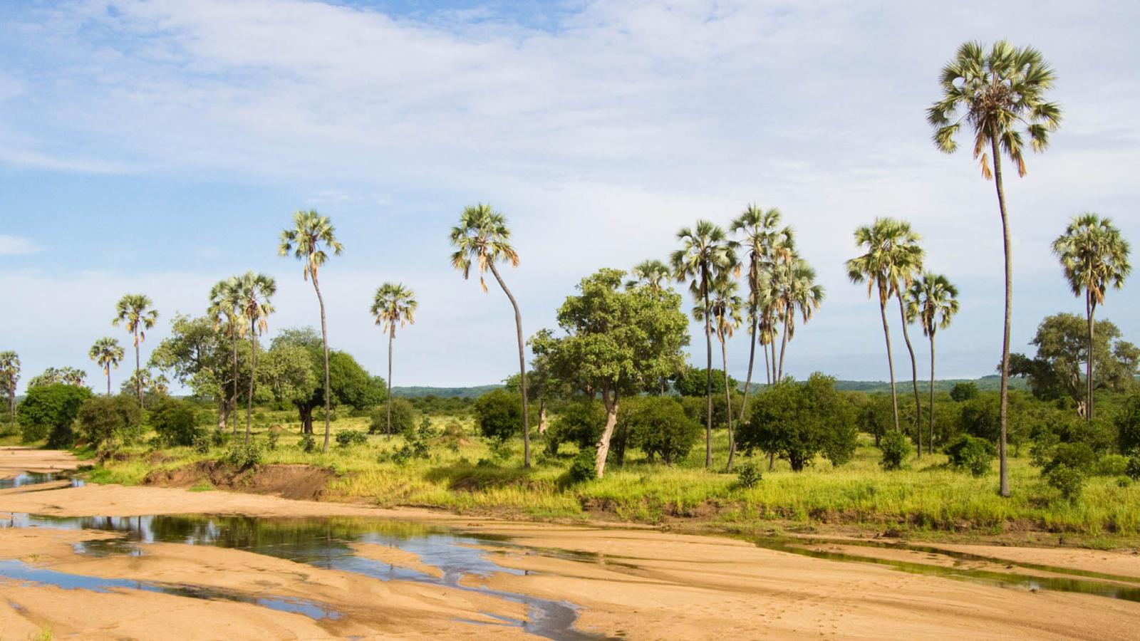 Ruaha national park