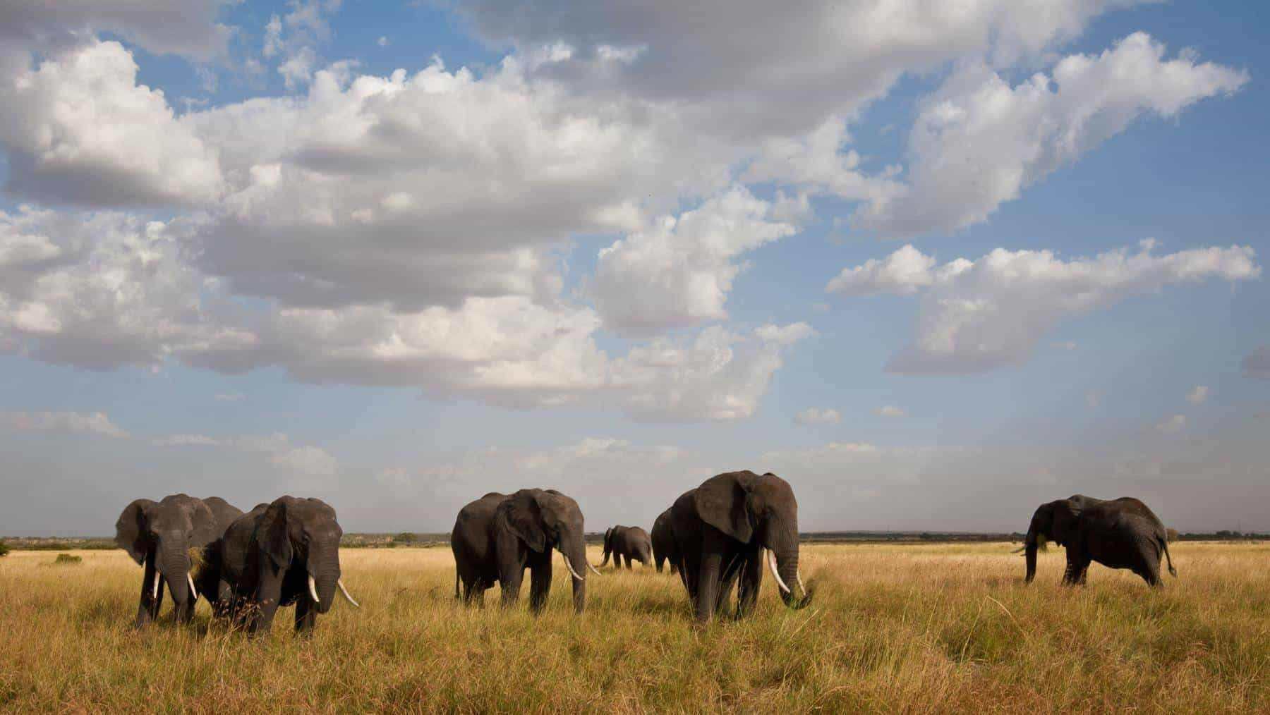 Serengeti migration Safari