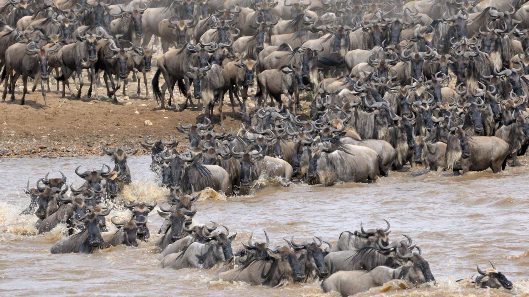 Serengeti migration Safari