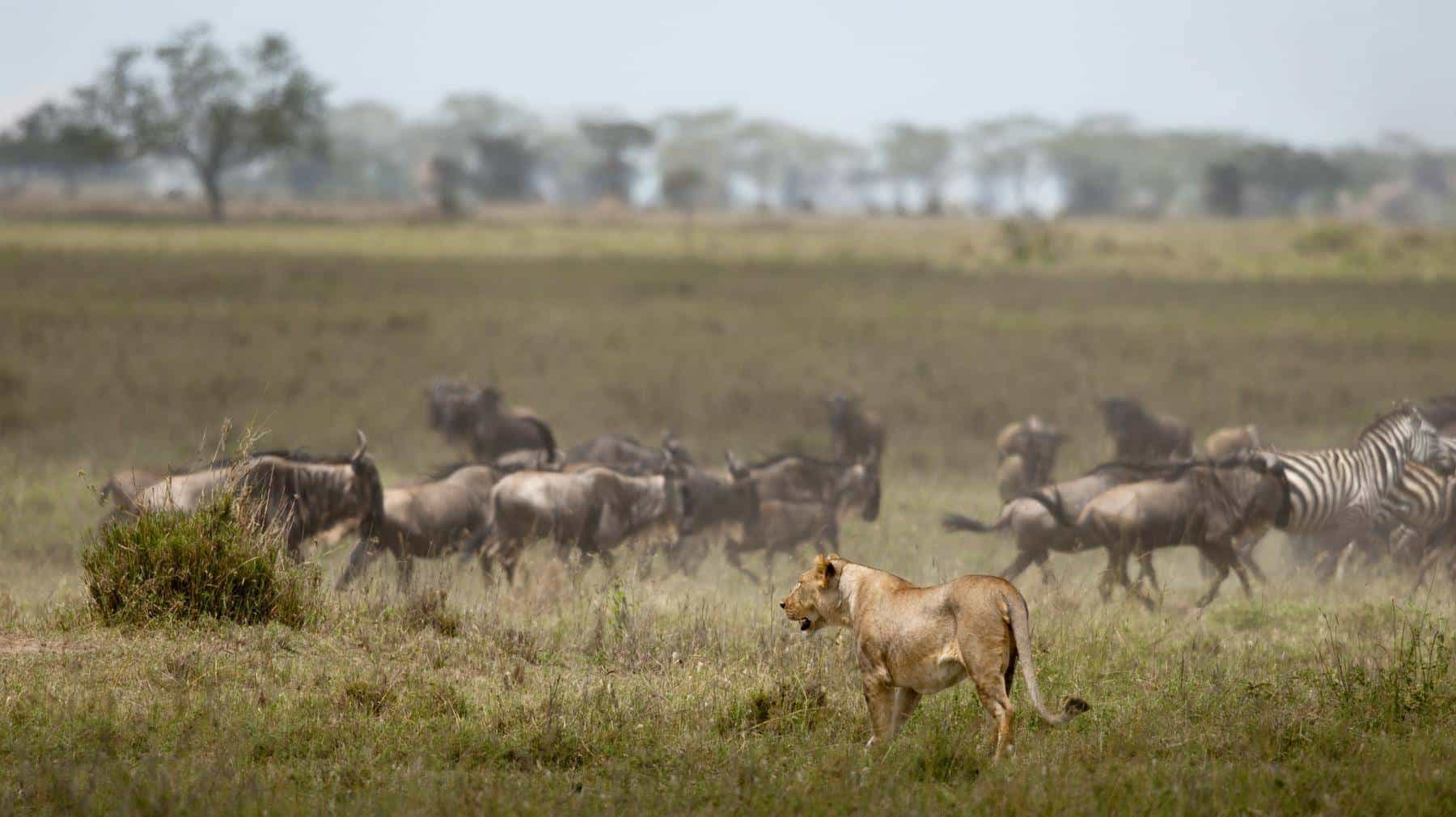 Best of Serengeti migration - The calving season