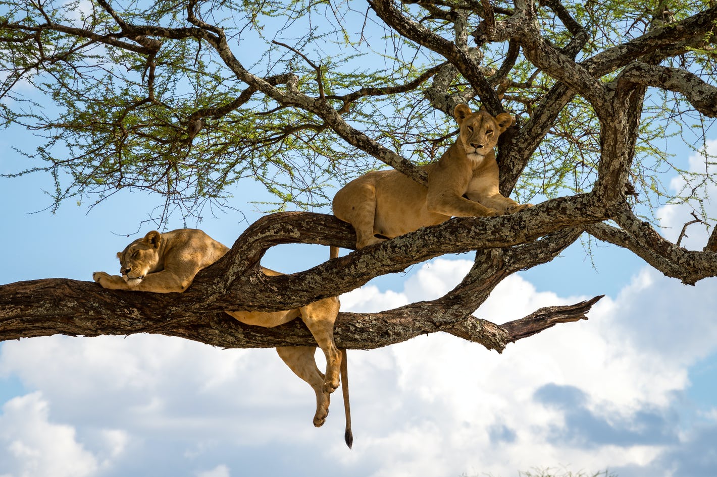 Lake Manyara National Park