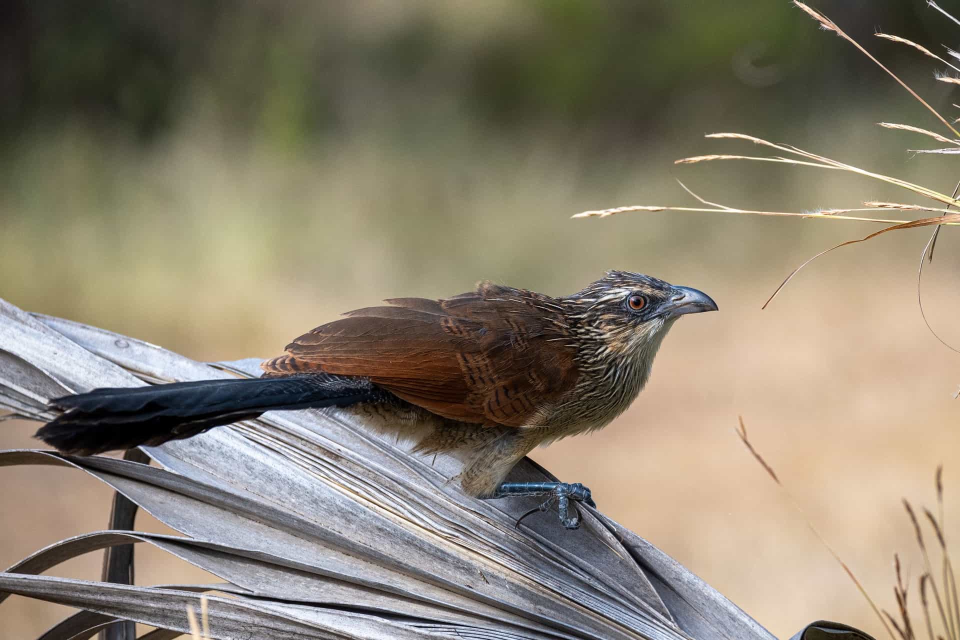 Bird watching safari in Tanzania