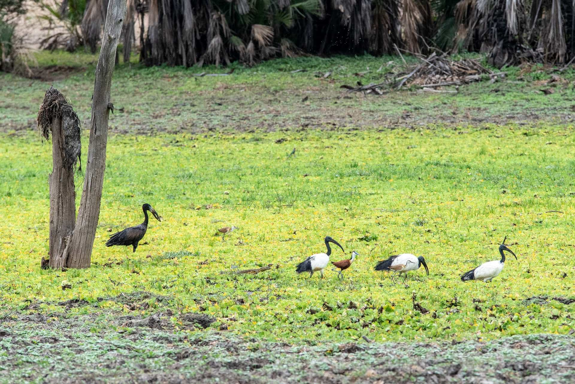 Bird watching safari - home of the Shoebill