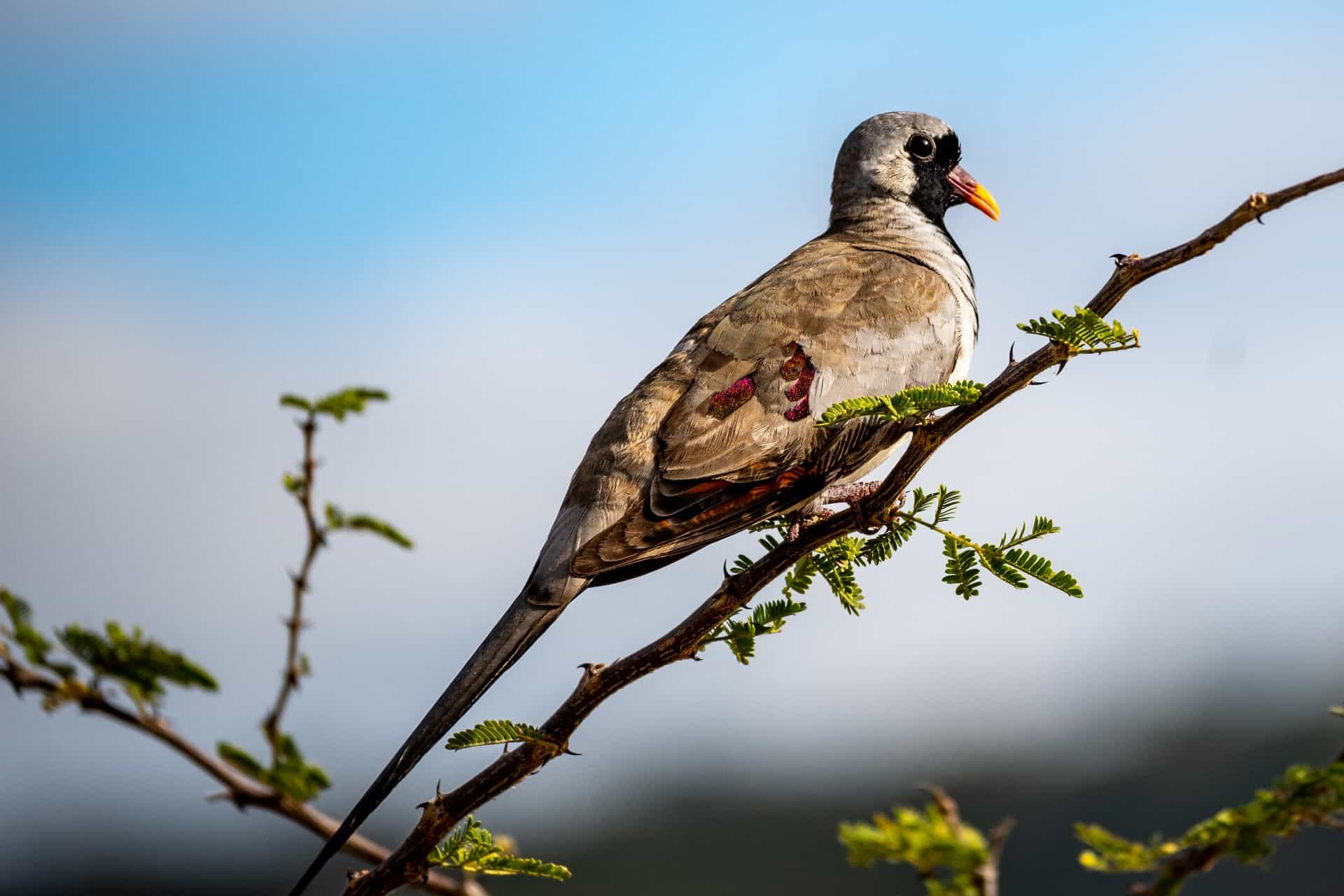 Bird watching safari in Tanzania