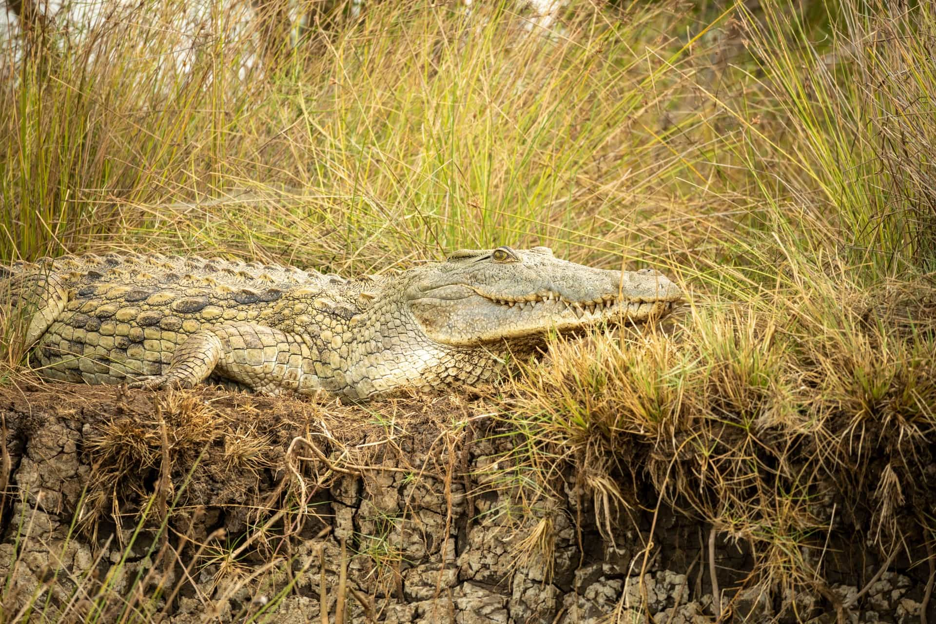 Two day safari from Zanzibar