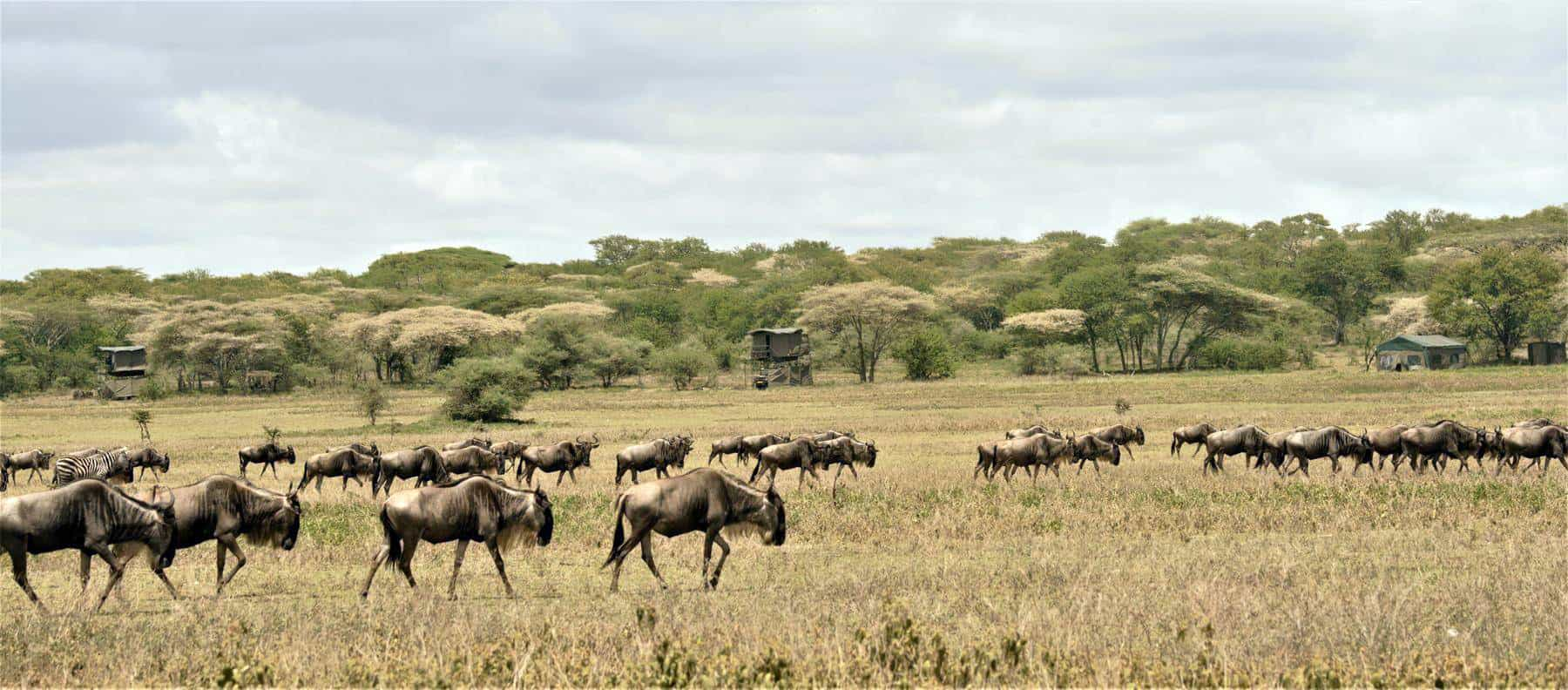 Best of Serengeti migration - The calving season