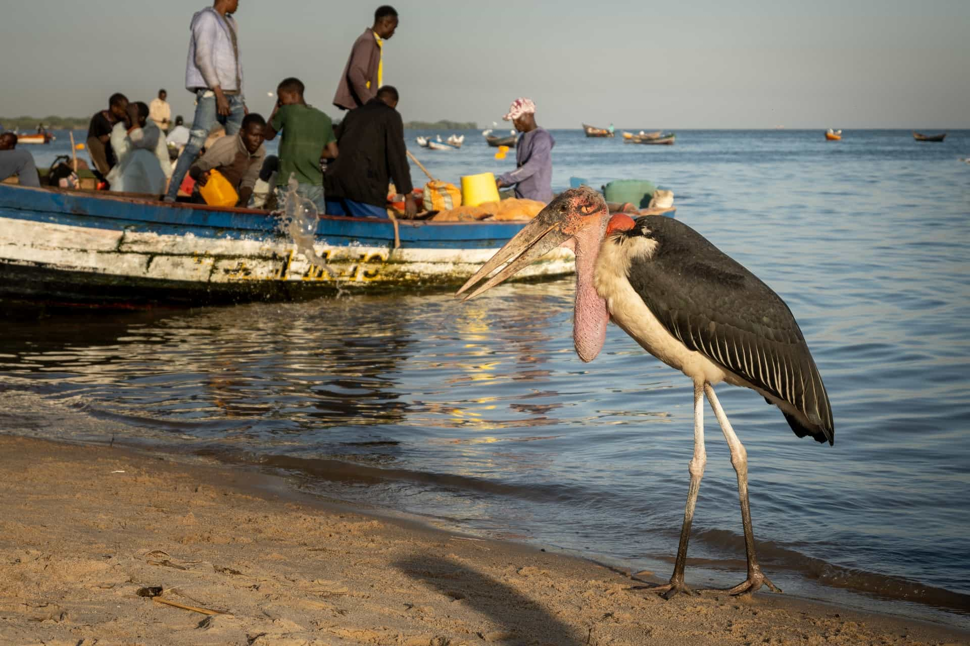 tanzania safari and zanzibar beach