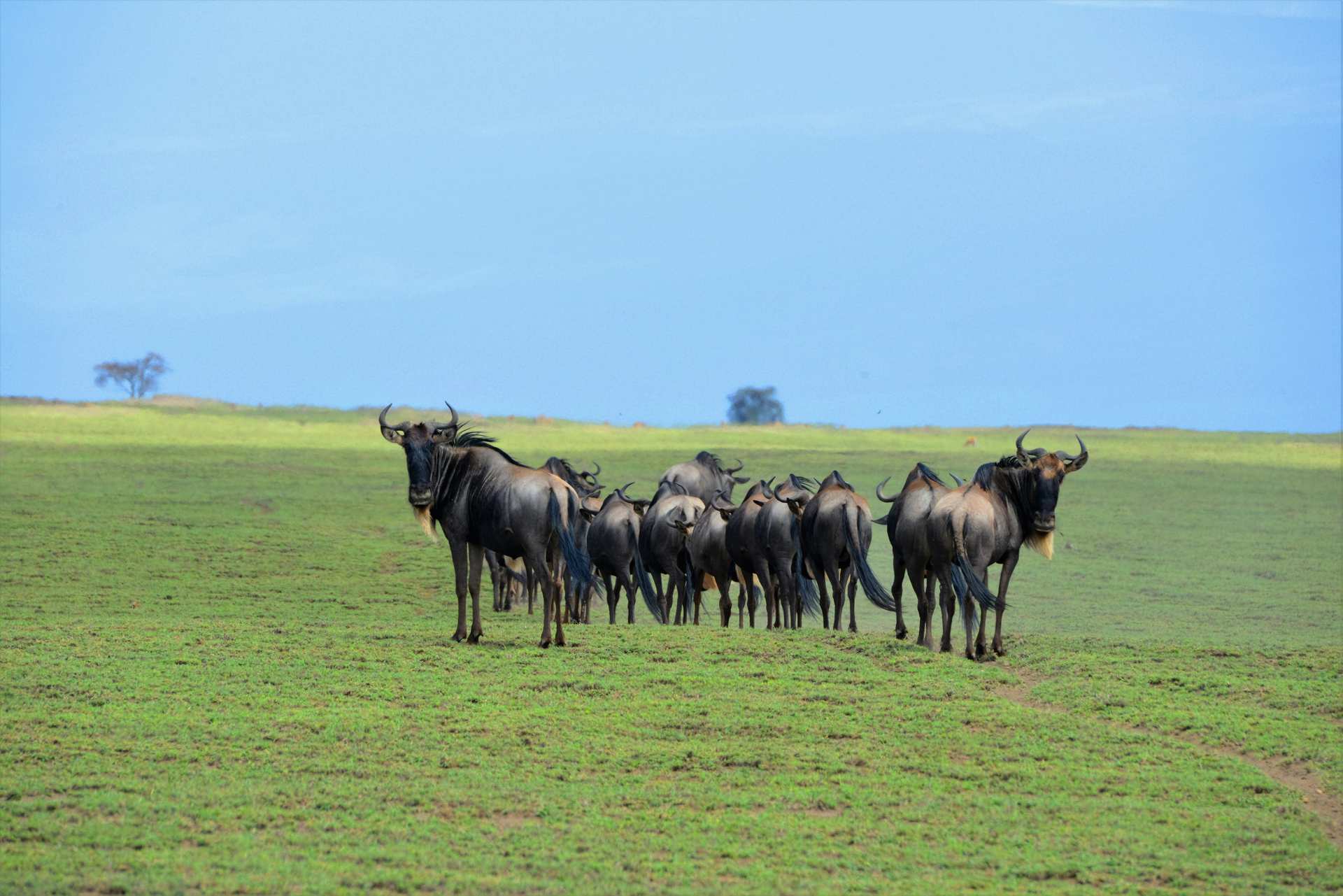 Ngorongoro crater