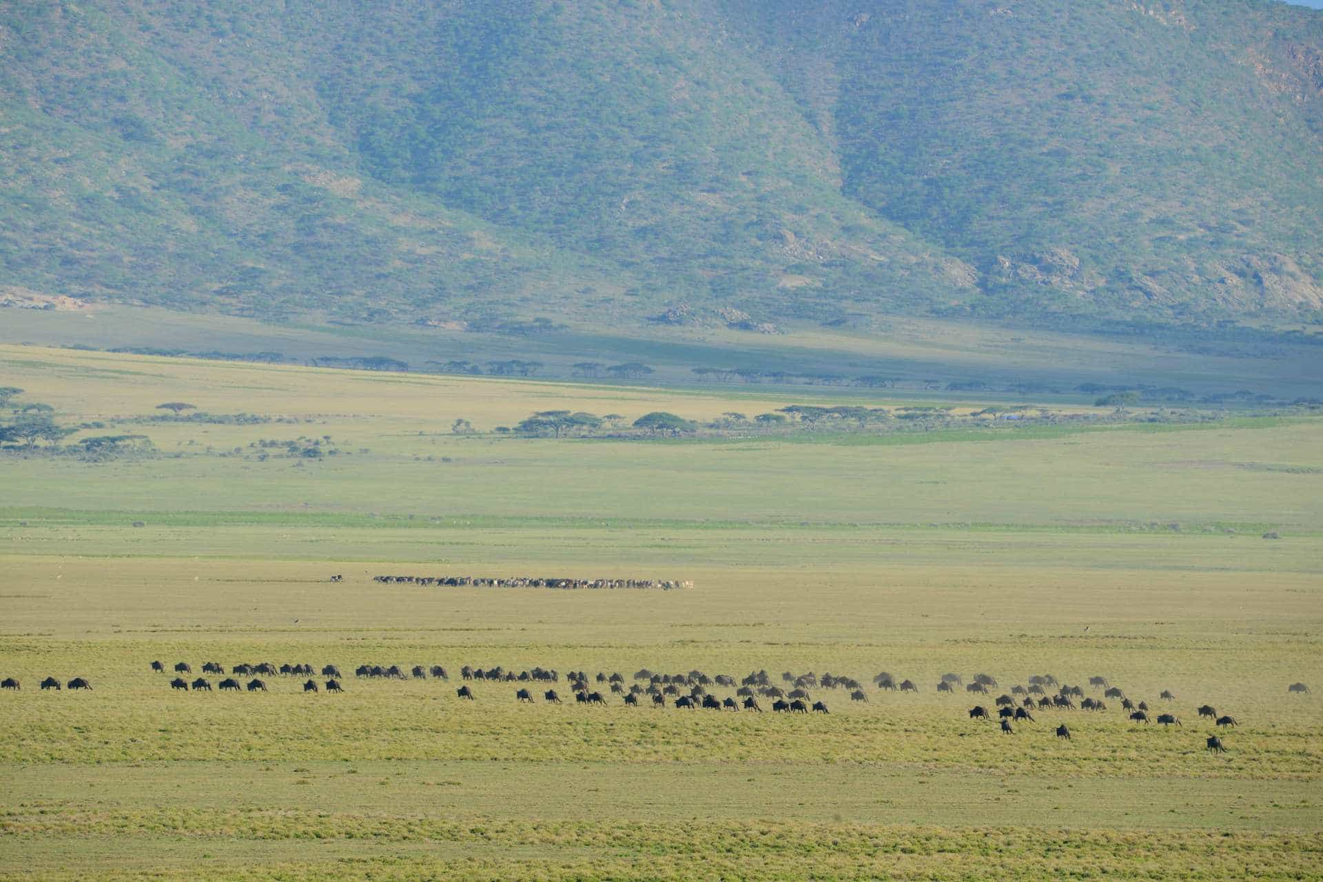 Ngorongoro crater