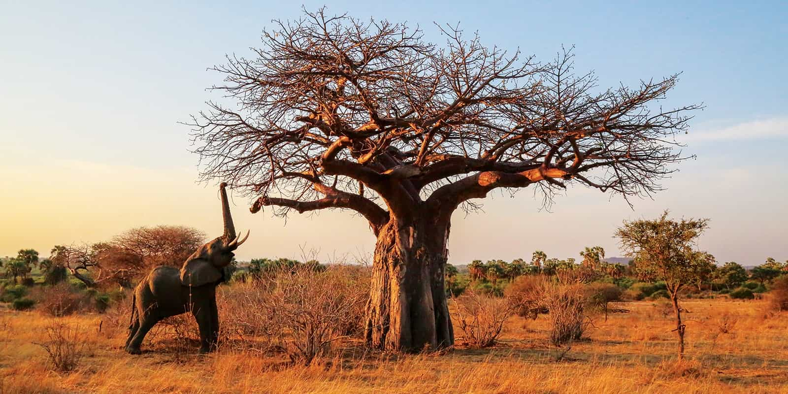 Ruaha national park