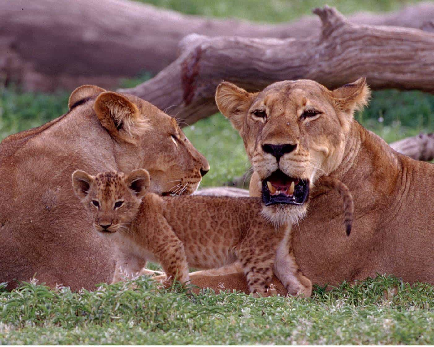 Ruaha national park