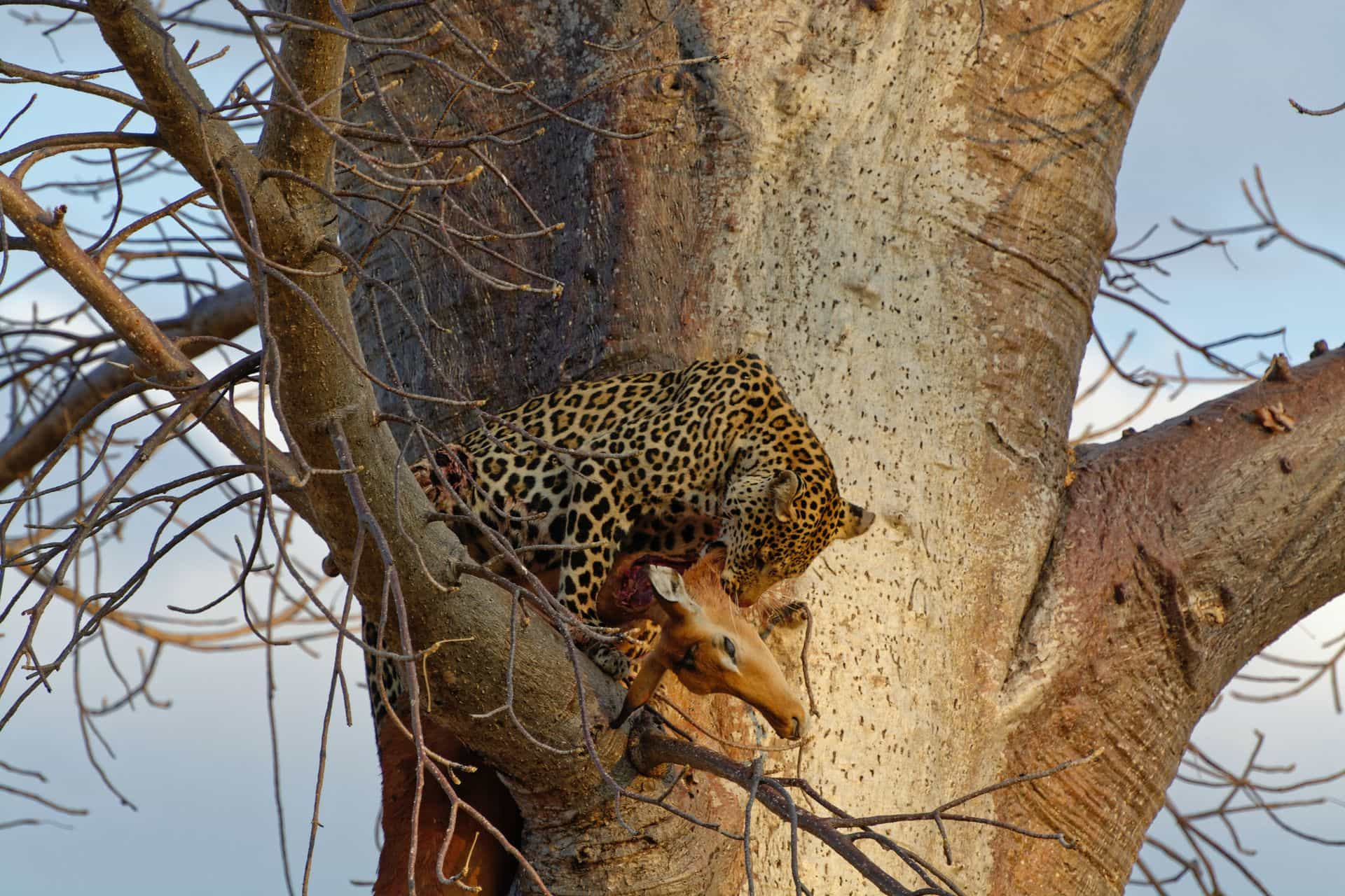 Ruaha national park