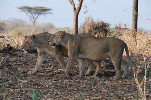 Tanzania national parks and destinations