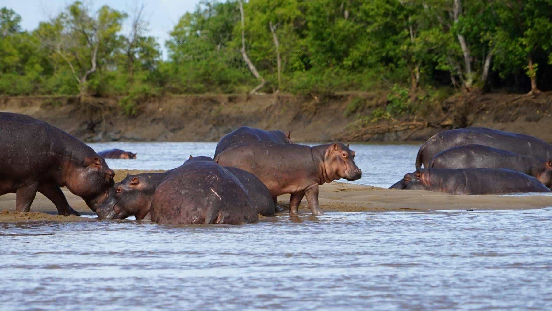 Saadani national park