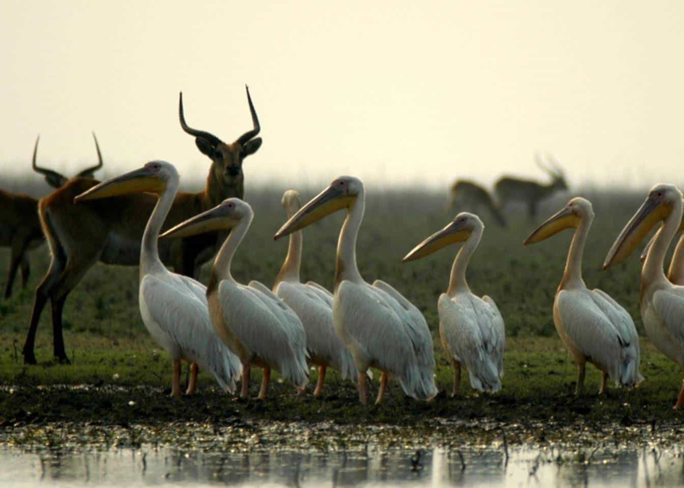 Saadani national park