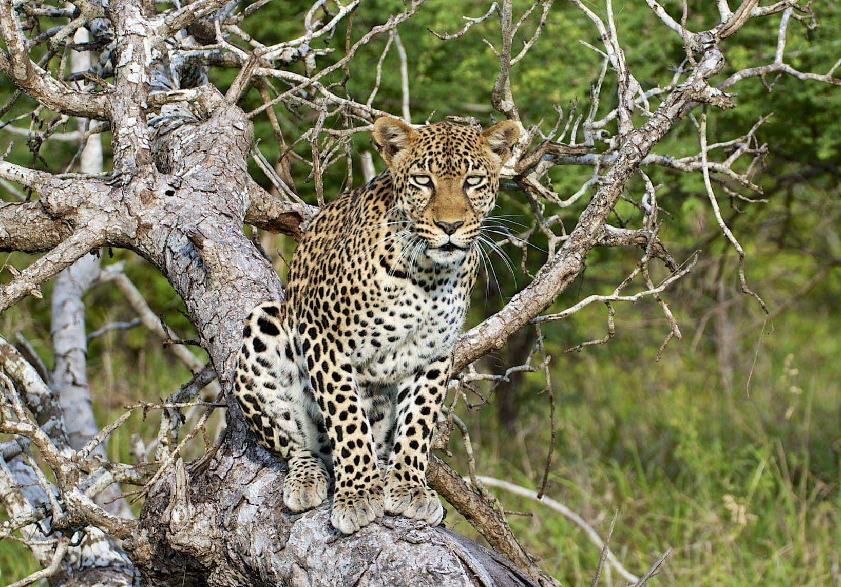 Saadani national park