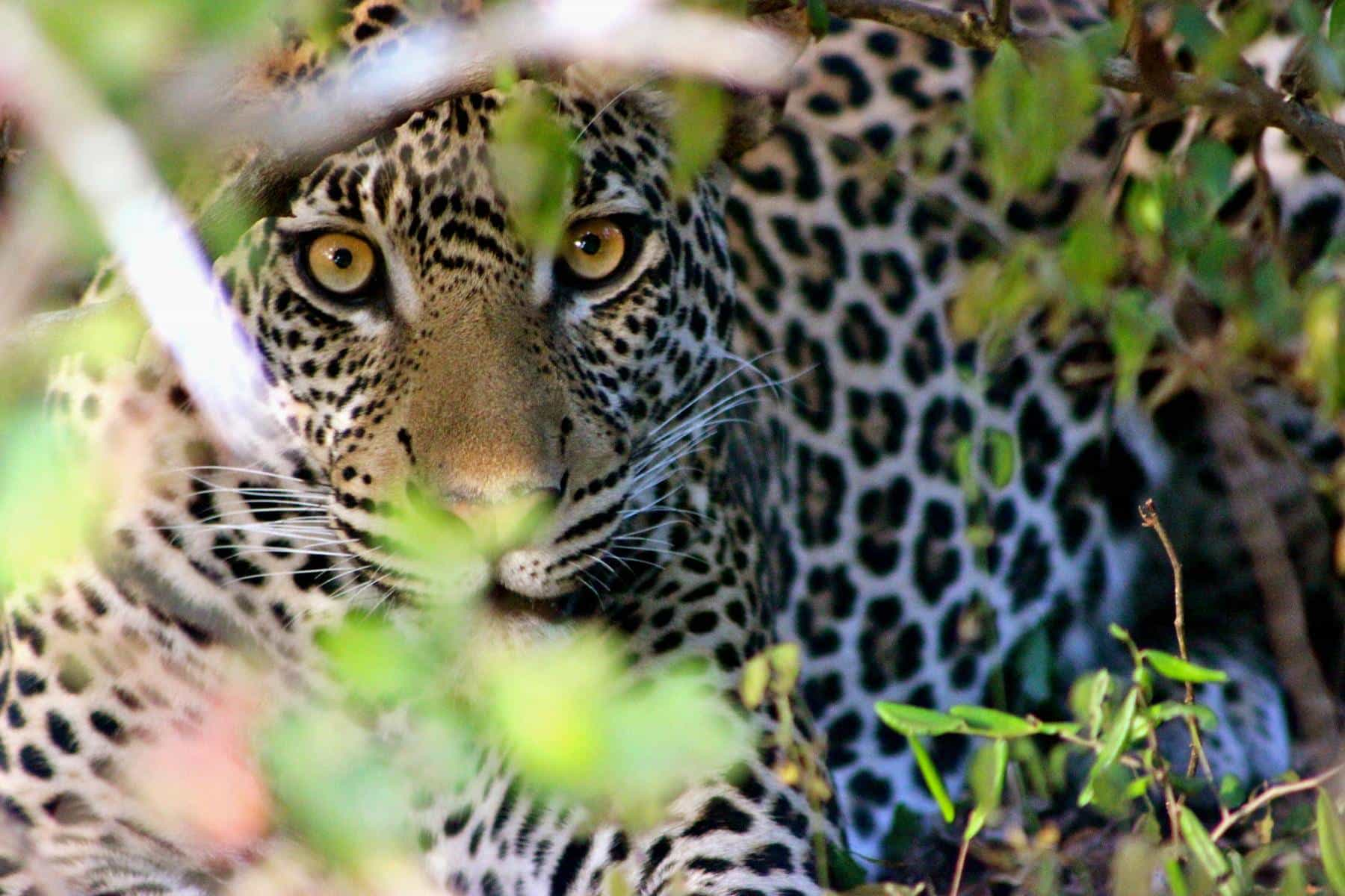 The Young Safari guide