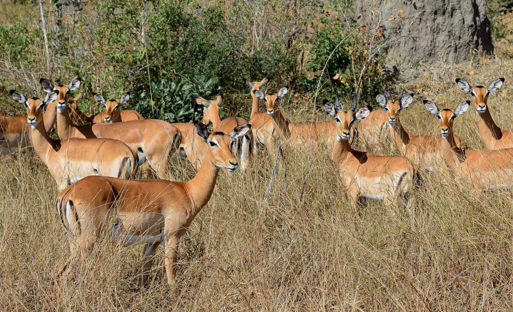 Saadani national park