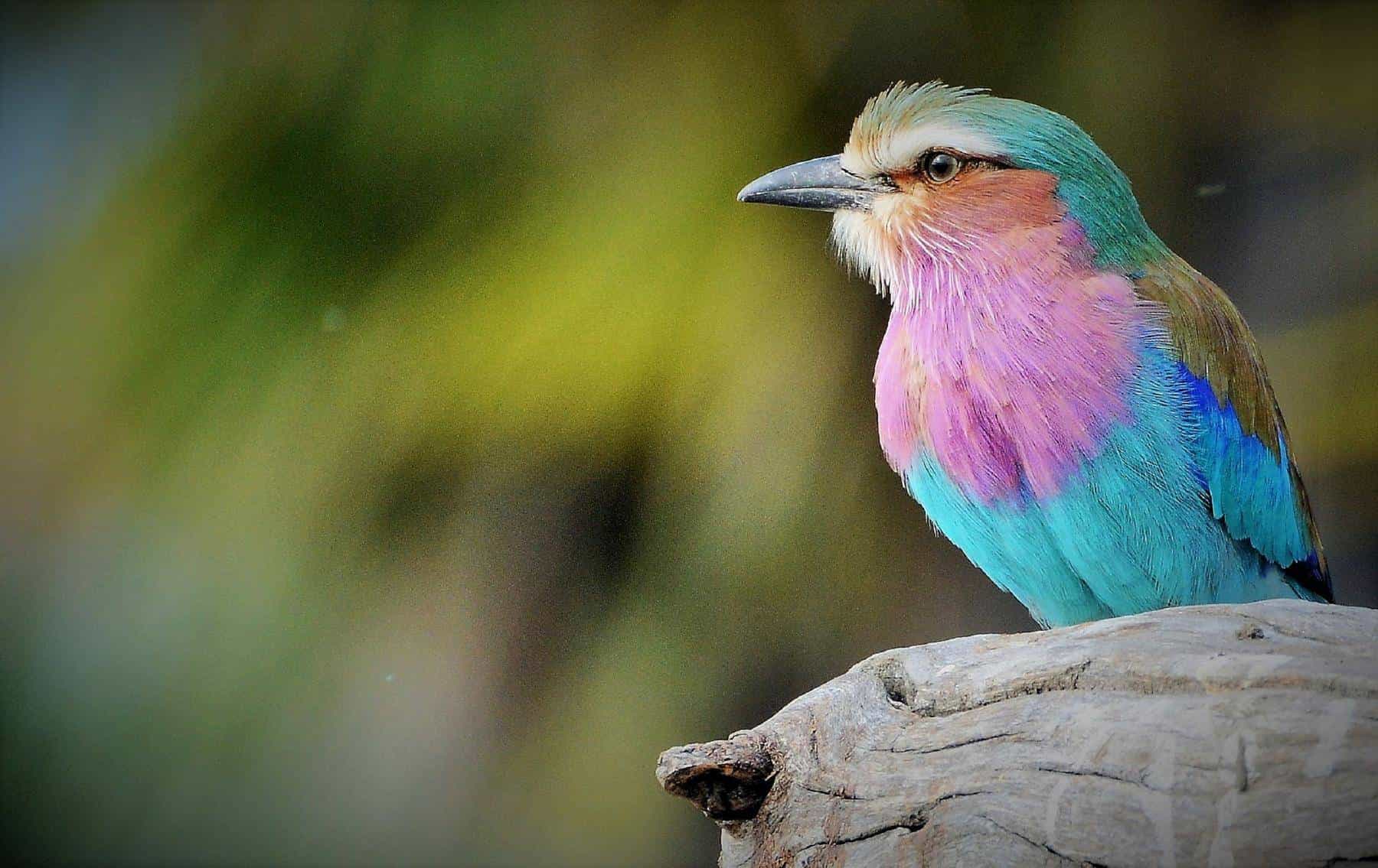 Bird watching safari in Tanzania