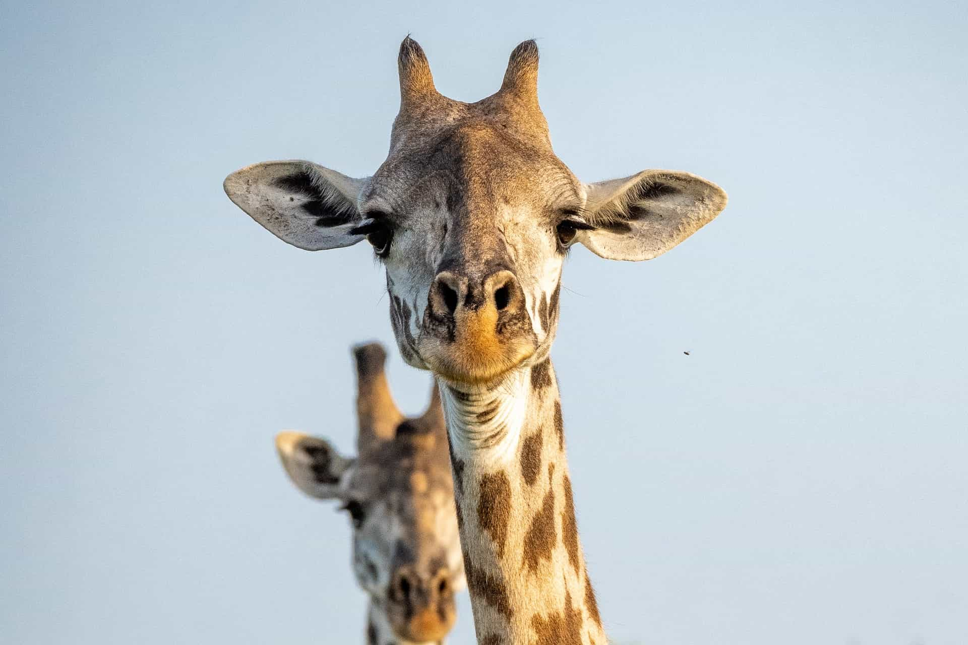 safari from zanzibar