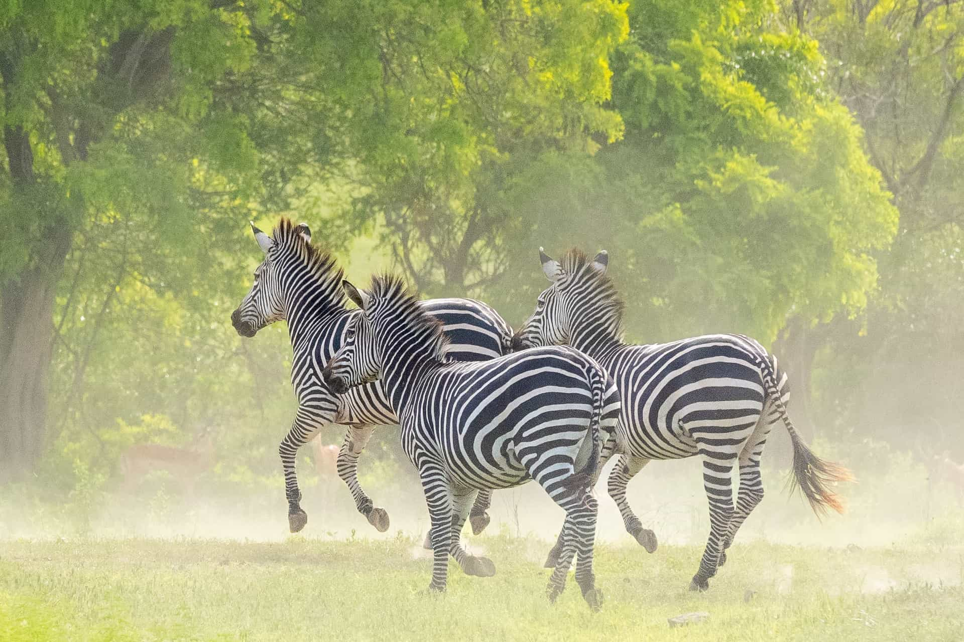 safari from zanzibar