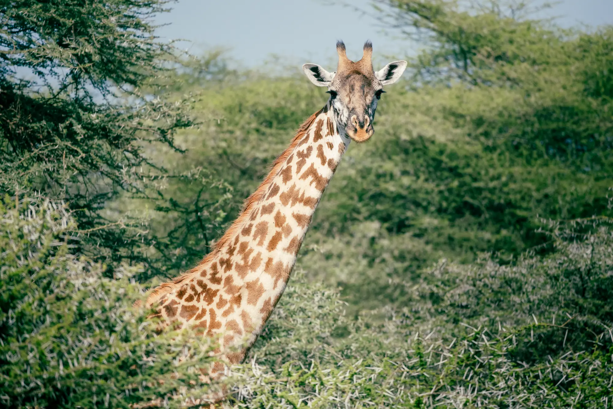 Serengeti Calving Season - Wildlife