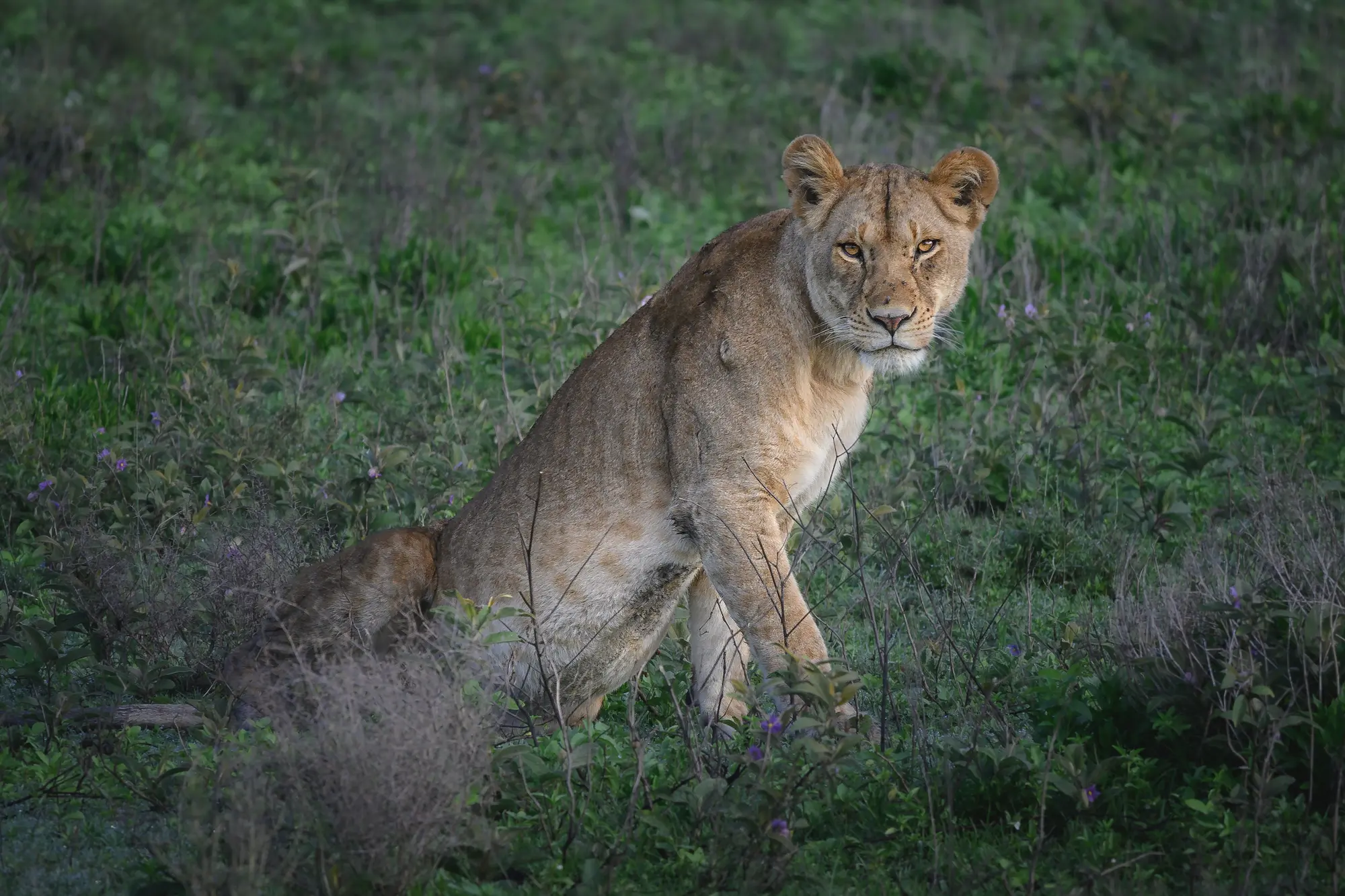Serengeti Calving Season - Predators