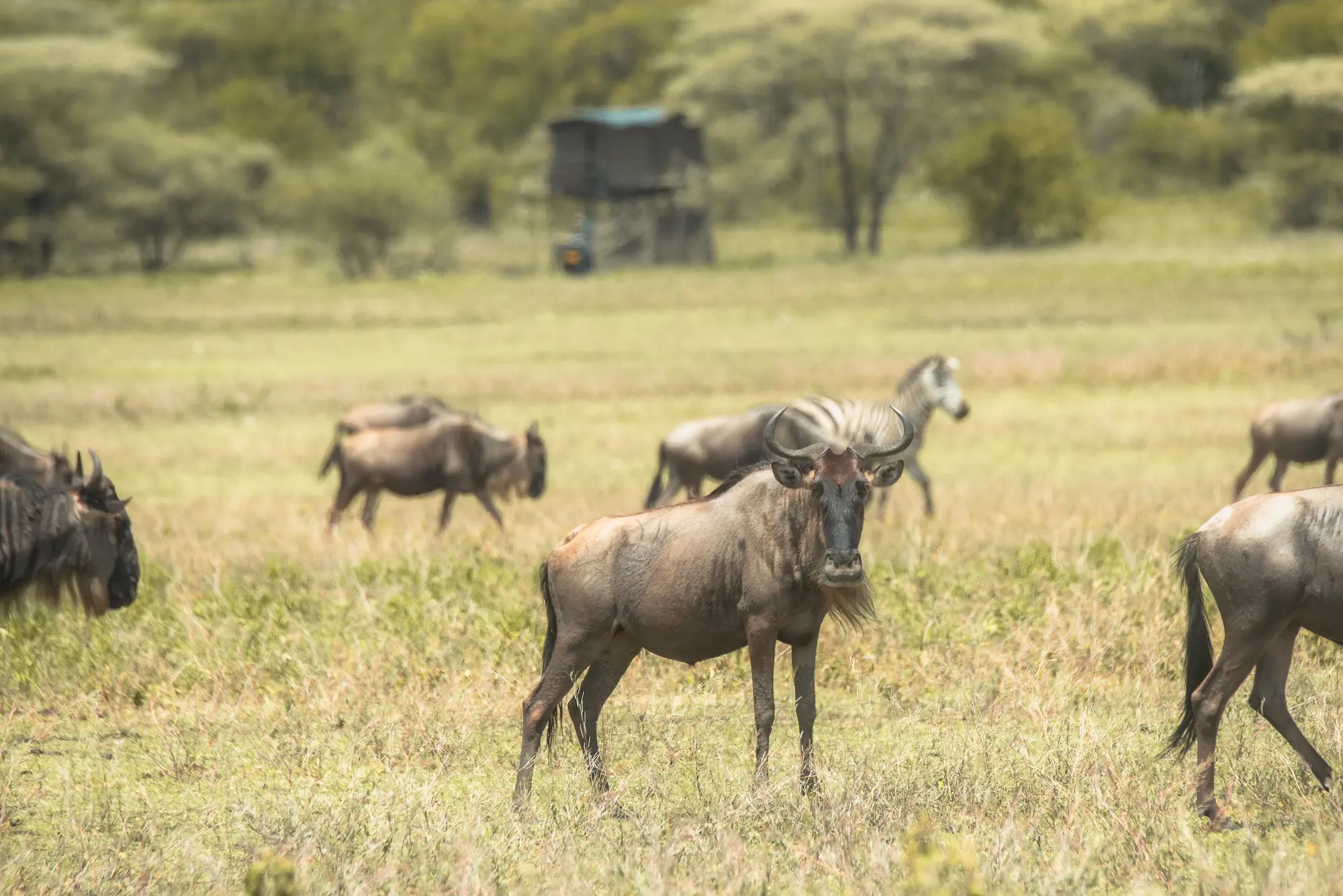 Serengeti Calving Season - Migration at Bush Rover Camp