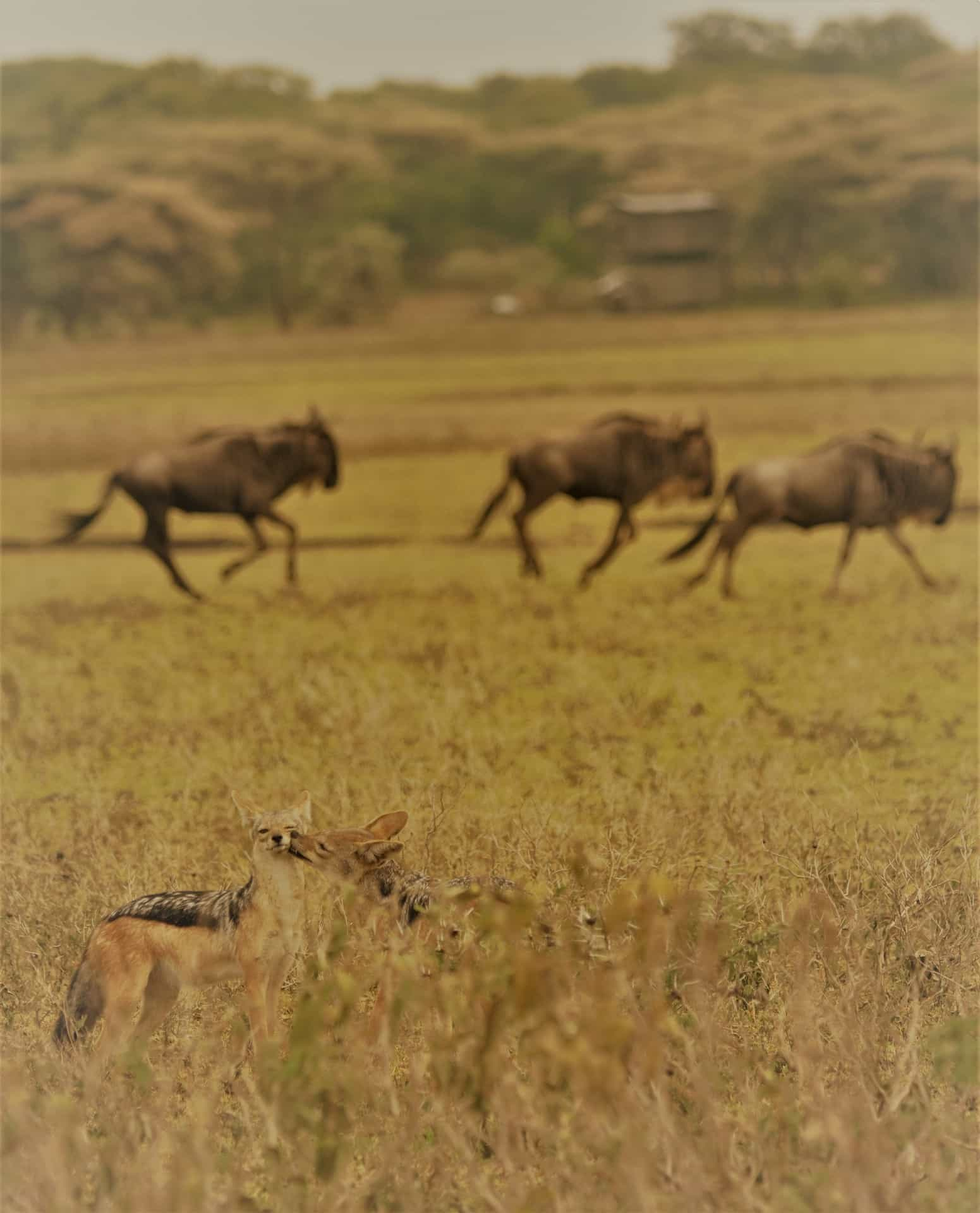 Best of Serengeti migration - The calving season