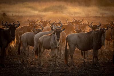 Serengeti migration tours