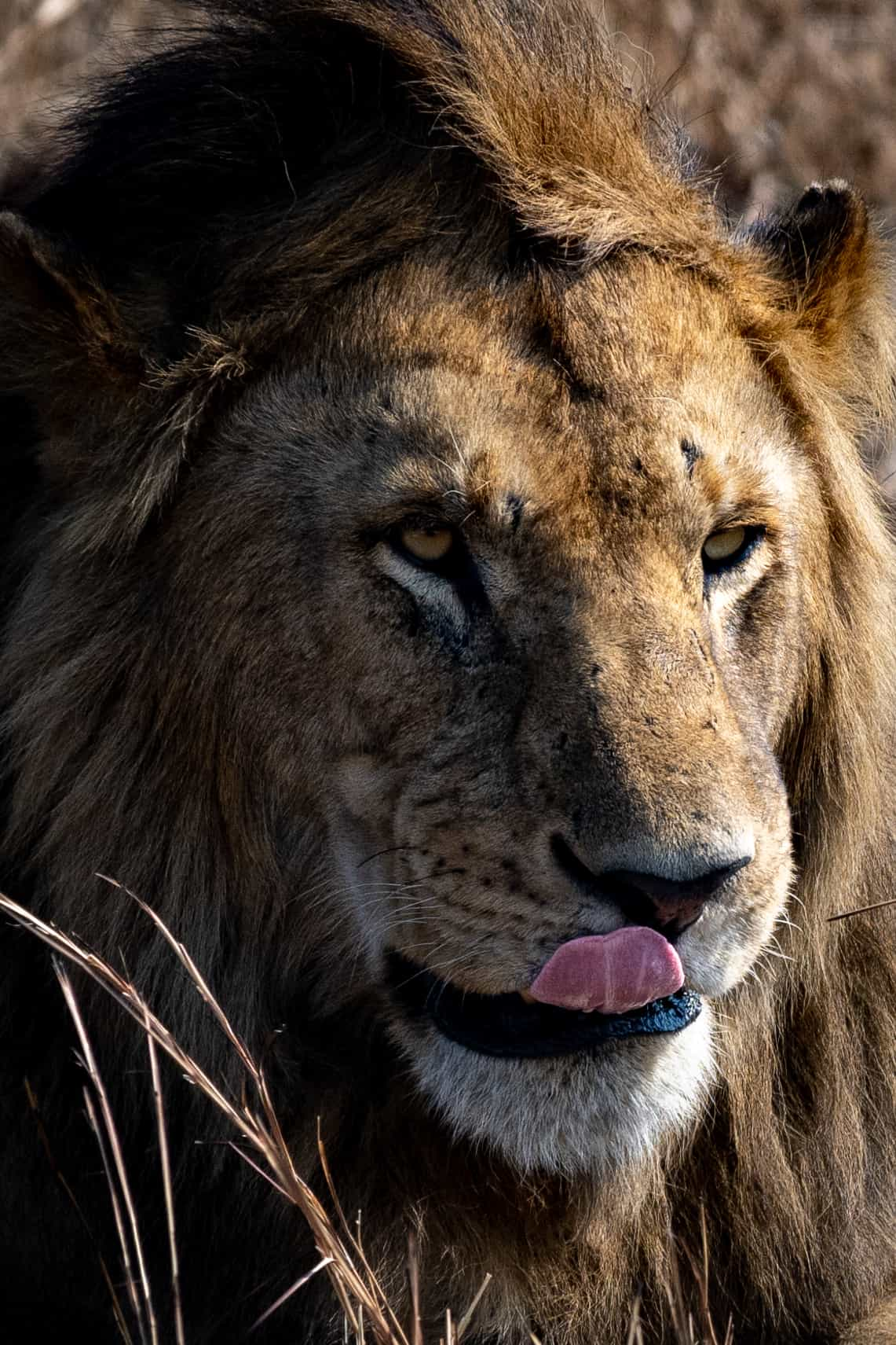 serengeti migration safari