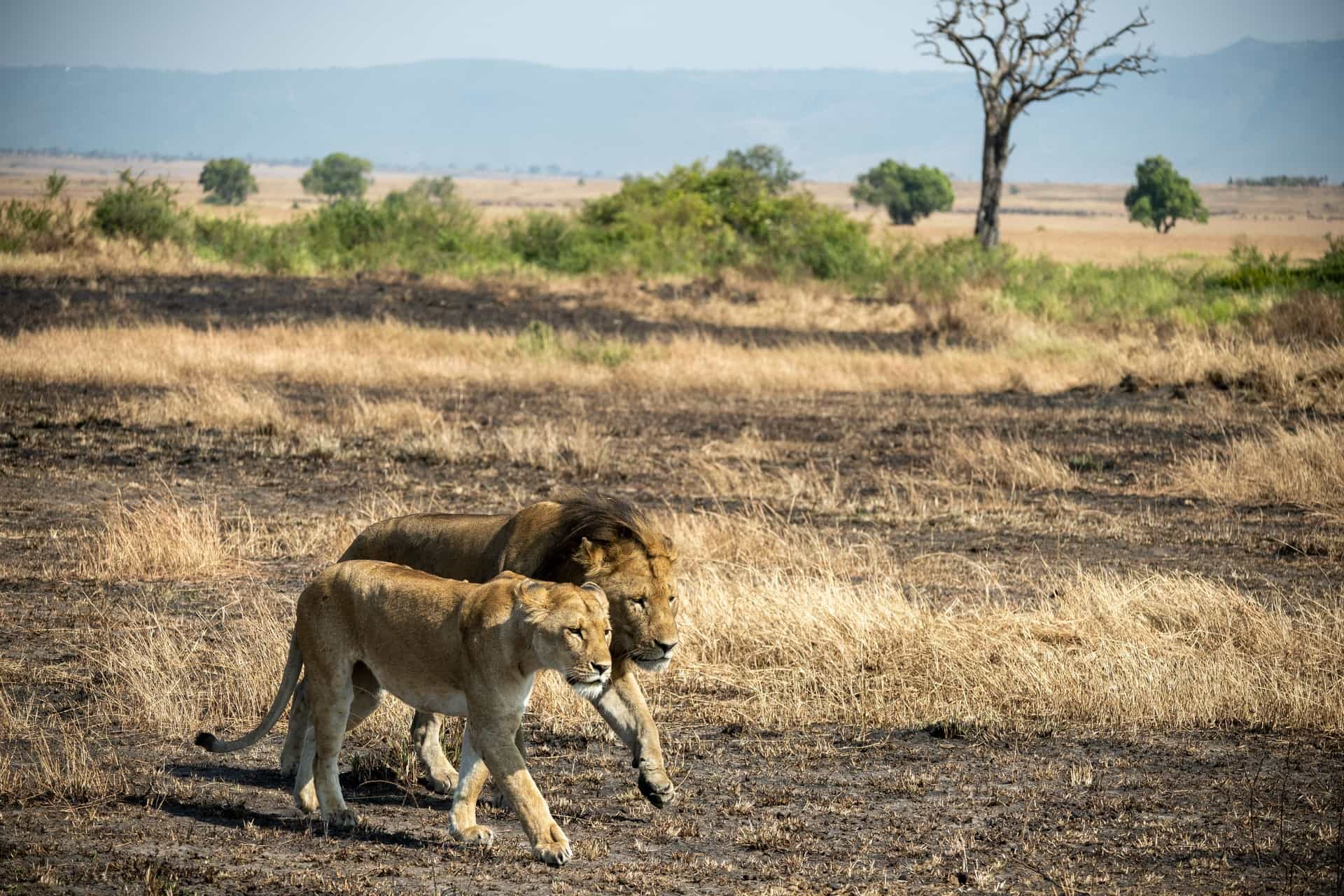 serengeti migration safari