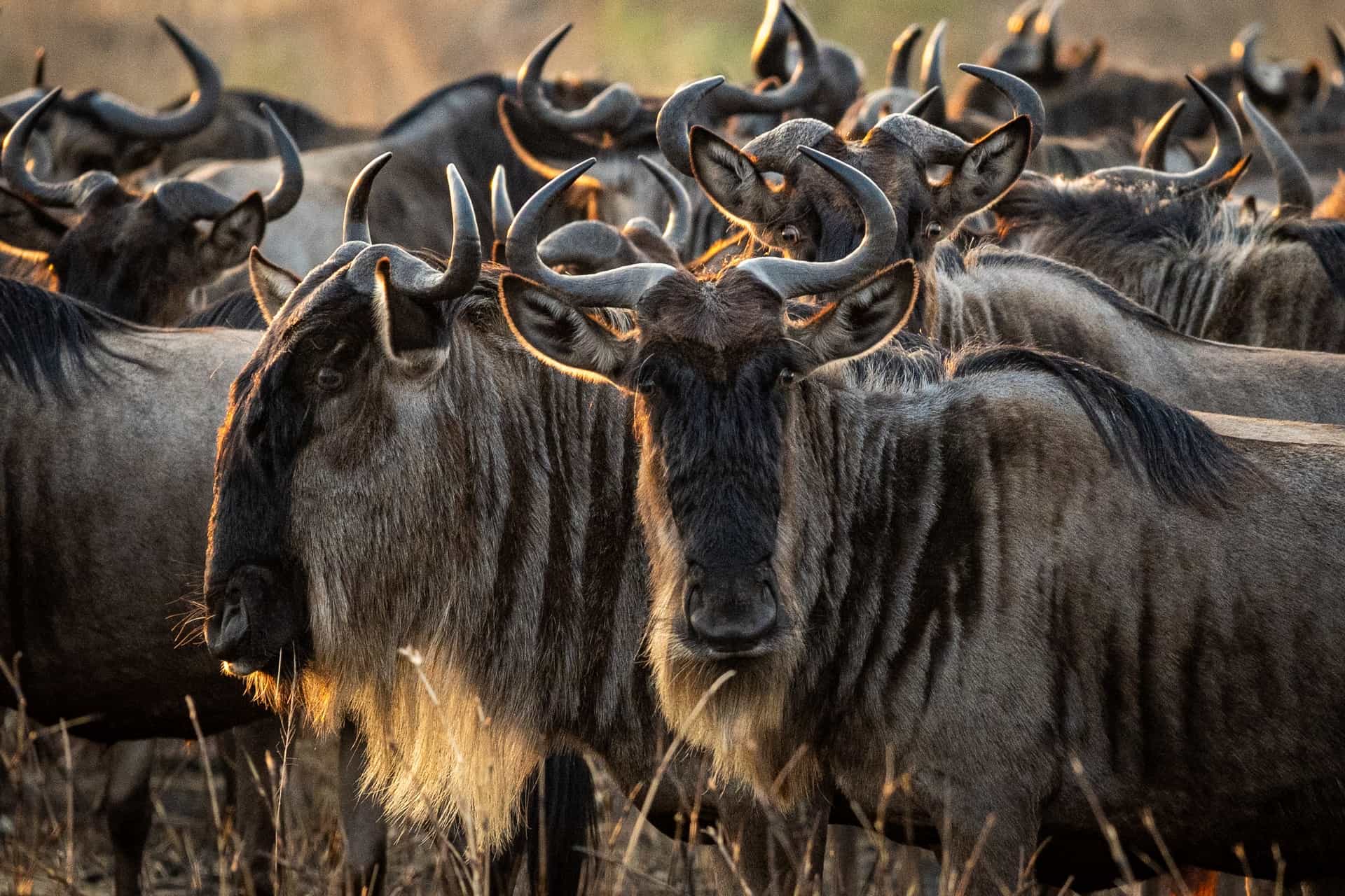 Best of Serengeti migration - The calving season