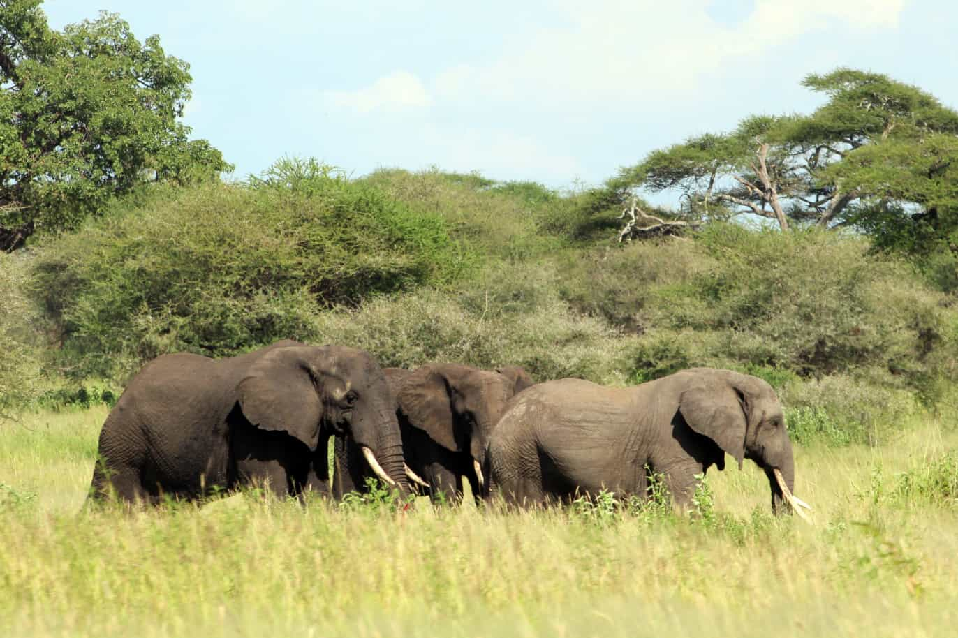 tanzania safari and beach holidays