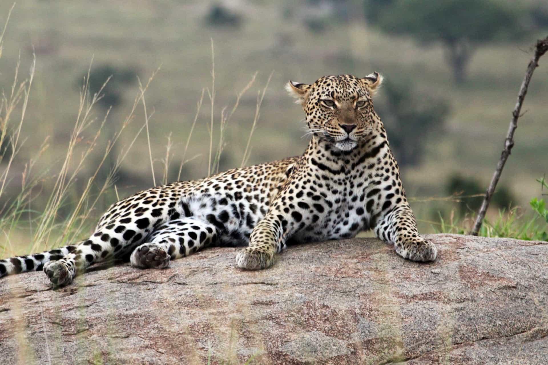 10 Reasons Why a Tanzania Safari is the Ultimate Adventure!