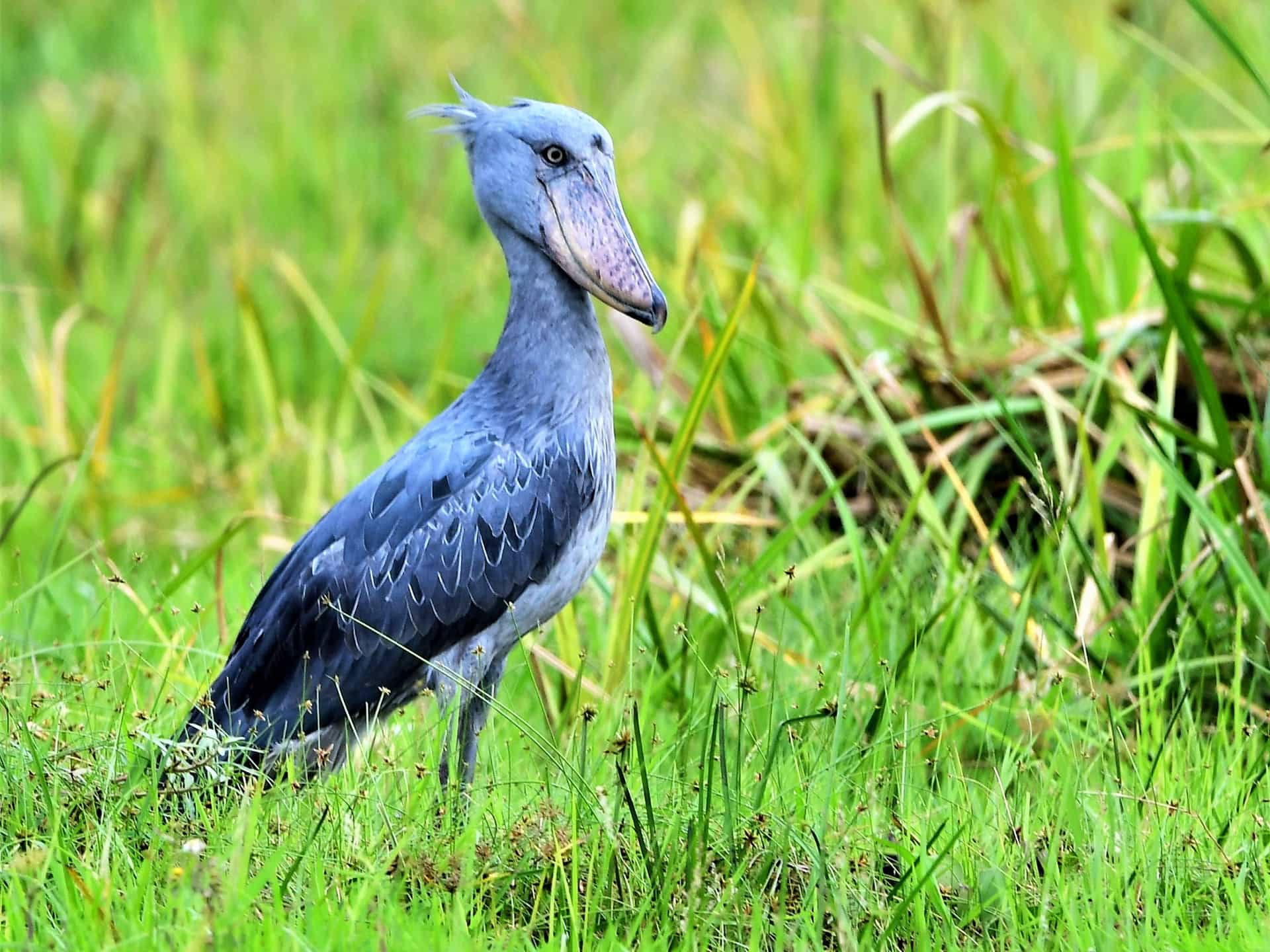 Bird watching safari - home of the Shoebill