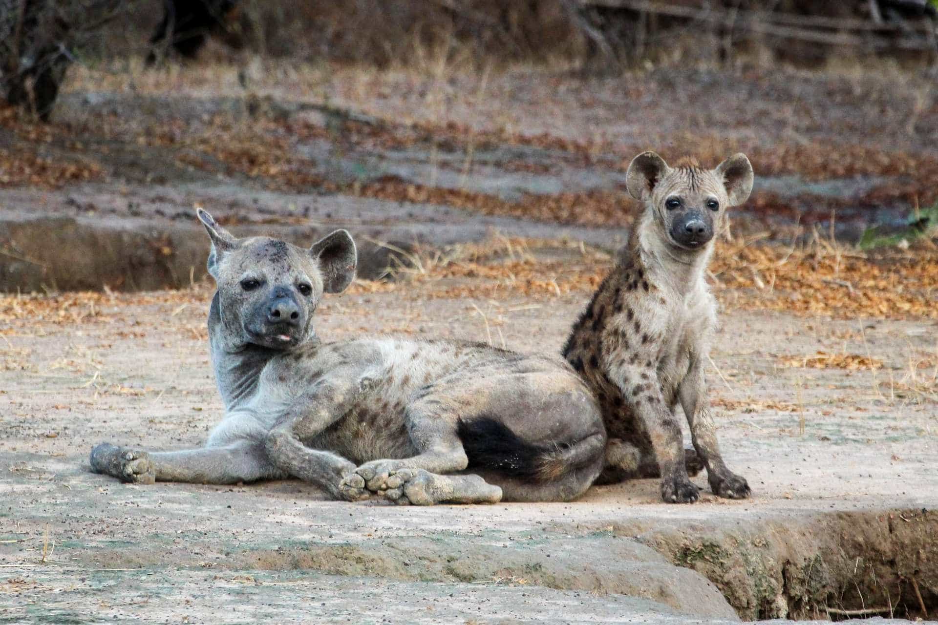 Southern Tanzania photography safari
