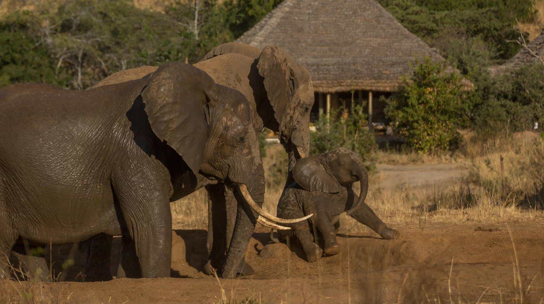 Tarangire national park elephants